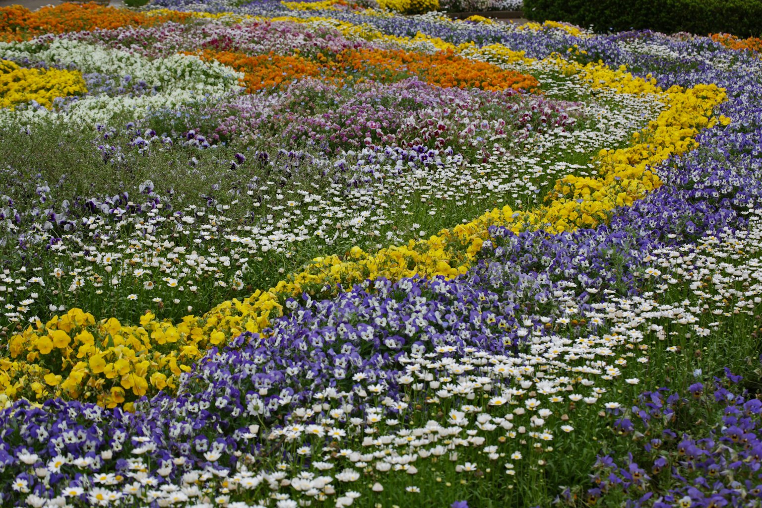 Jardín de flores vibrante con flores coloridas en varios patrones