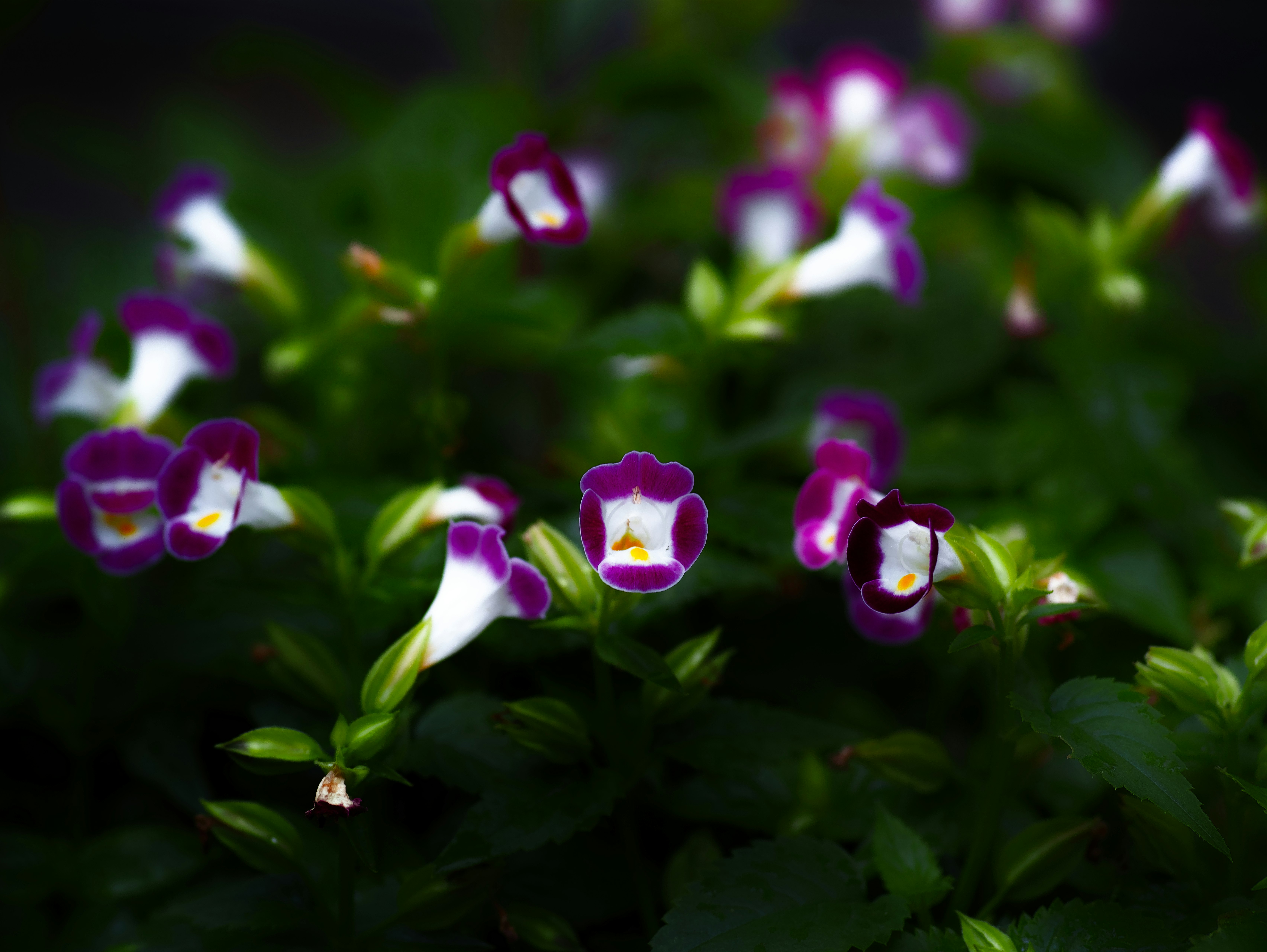 ボケ味のある紫の花が咲く草花の群れ