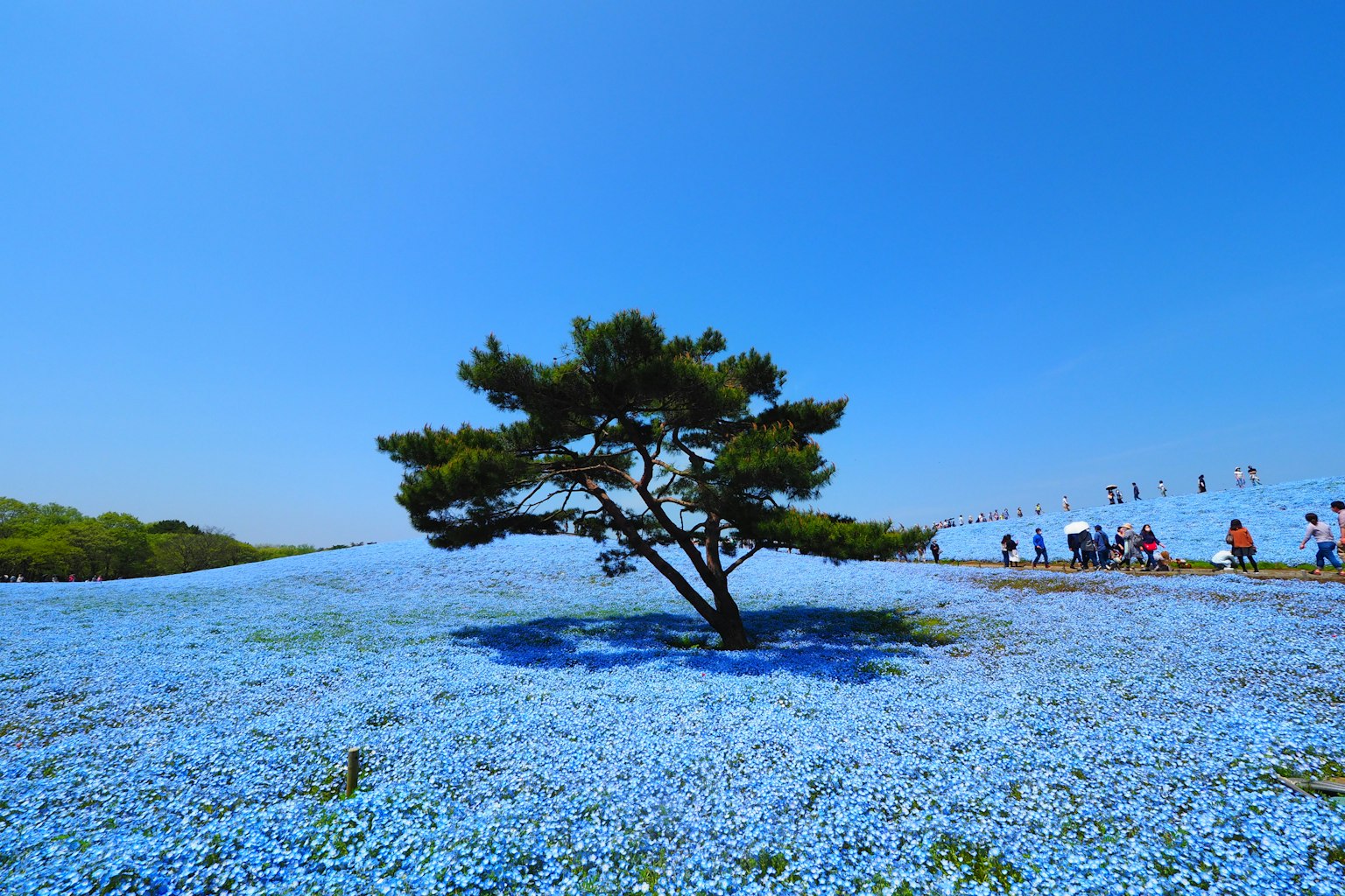 在晴朗蓝天下被蓝色花朵包围的孤树