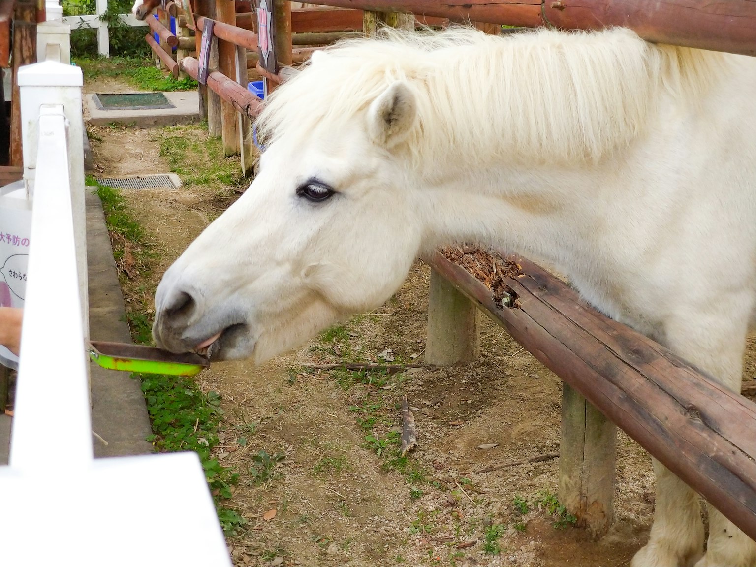 Un caballo blanco comiendo comida verde de la mano de una persona