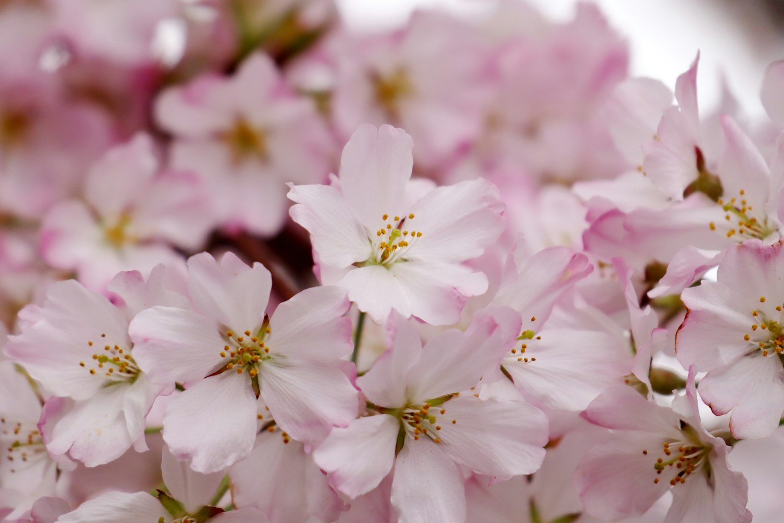 Kedekatan bunga sakura dengan kelopak merah muda lembut dan pusat kuning