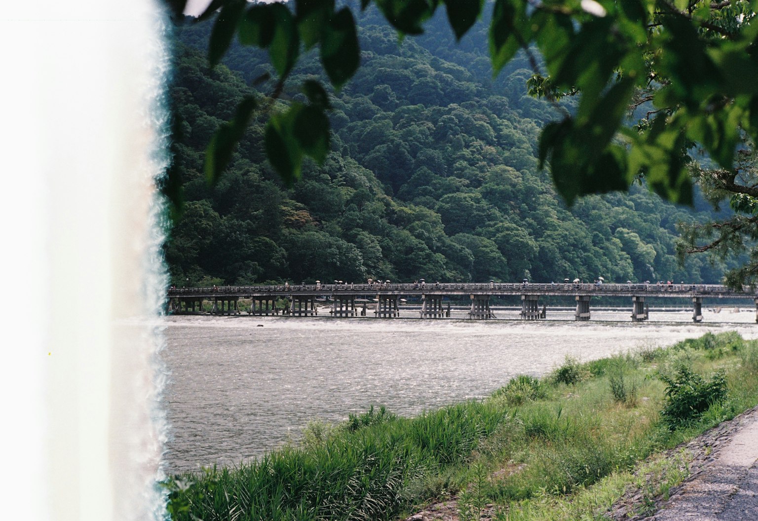 ทิวทัศน์ของสะพานข้ามแม่น้ำที่ล้อมรอบด้วยพืชพรรณเขียวขจี