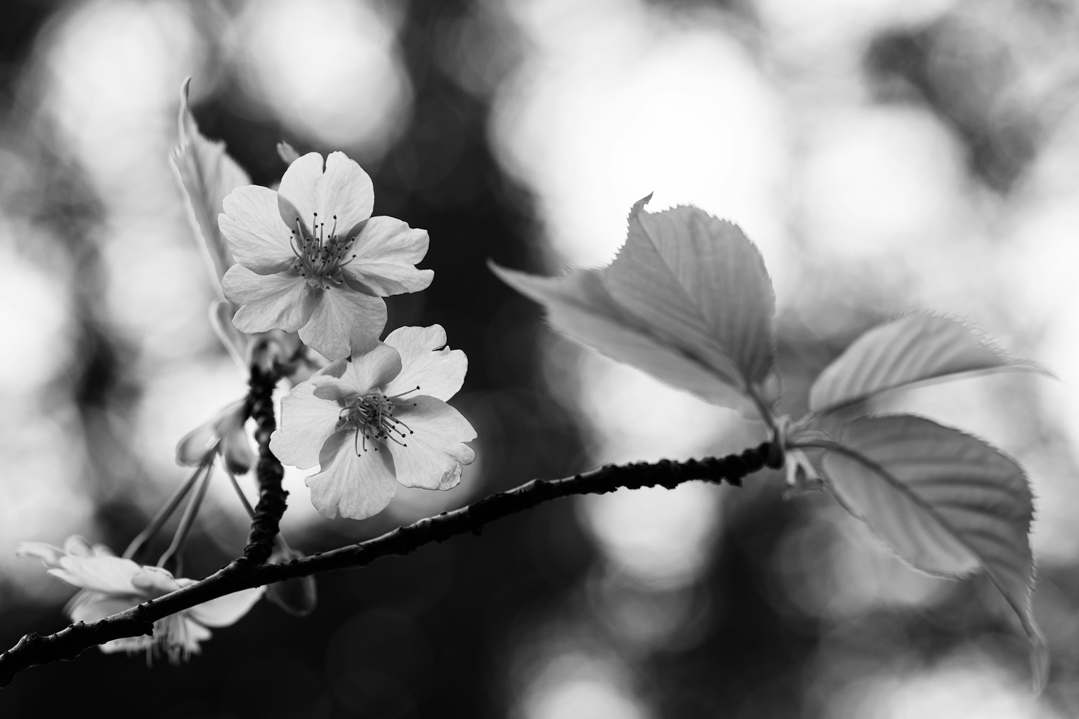 Gambar hitam putih bunga sakura dan daun dalam pengaturan alami