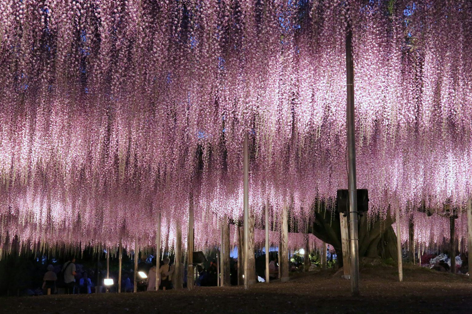 Fiori di glicine viola sospesi in una mostra ipnotica