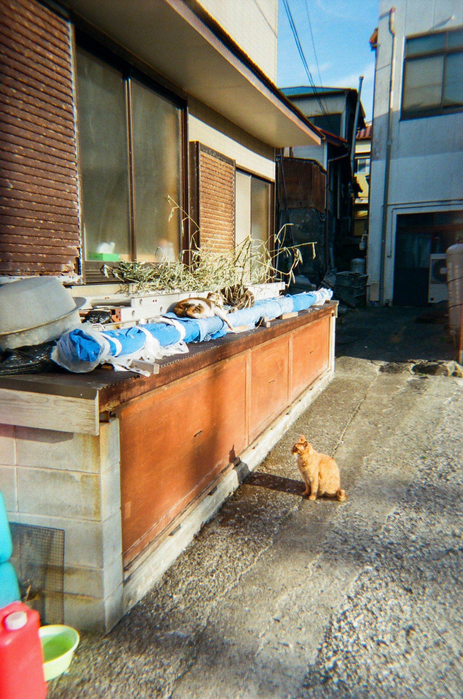 A cat sitting outside an old house with blue bags on a storage area sunlight streaming in