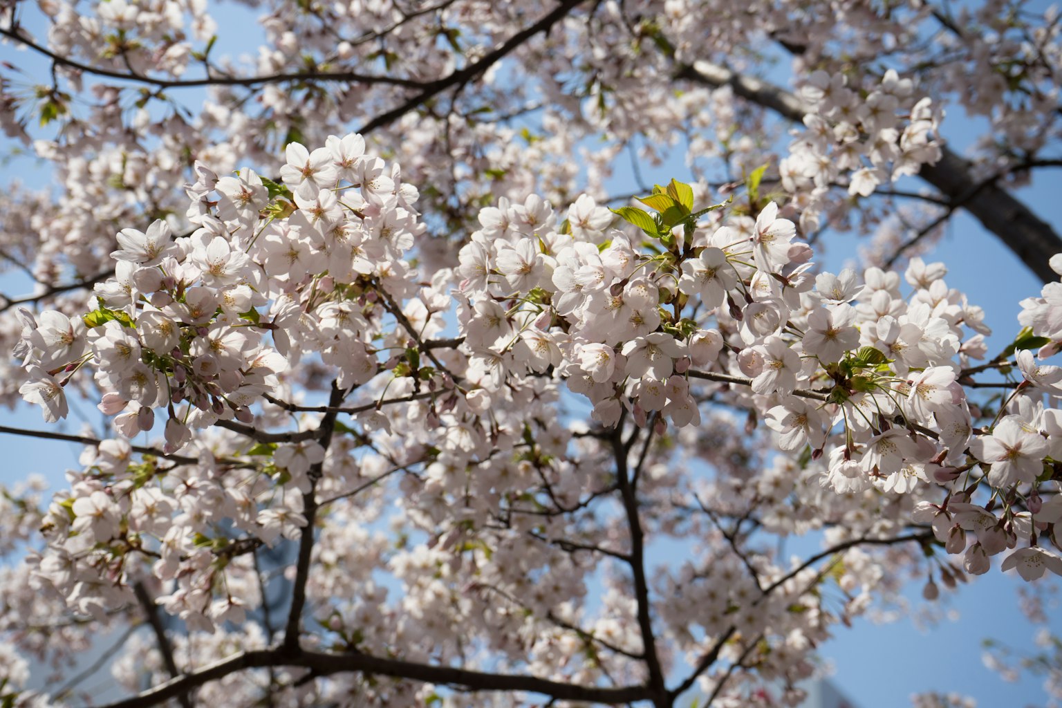 Nahaufnahme von Kirschblütenzweigen mit rosa Blüten vor blauem Himmel