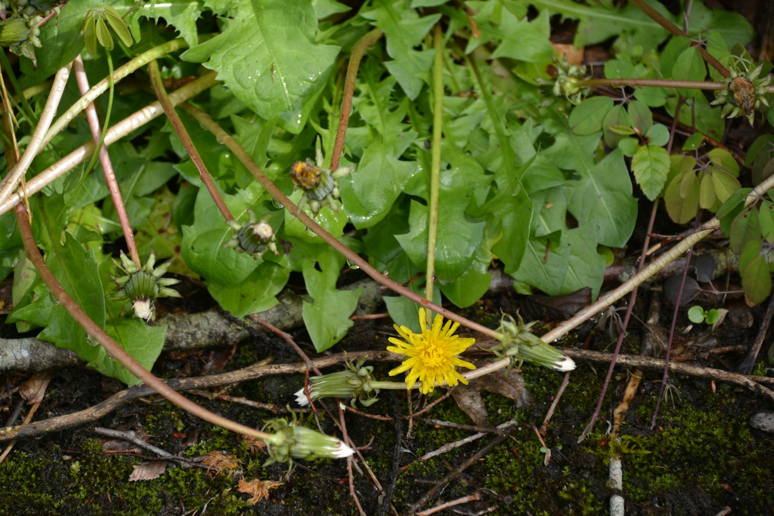 Un fiore di dente di leone giallo vivace tra foglie e steli verdi