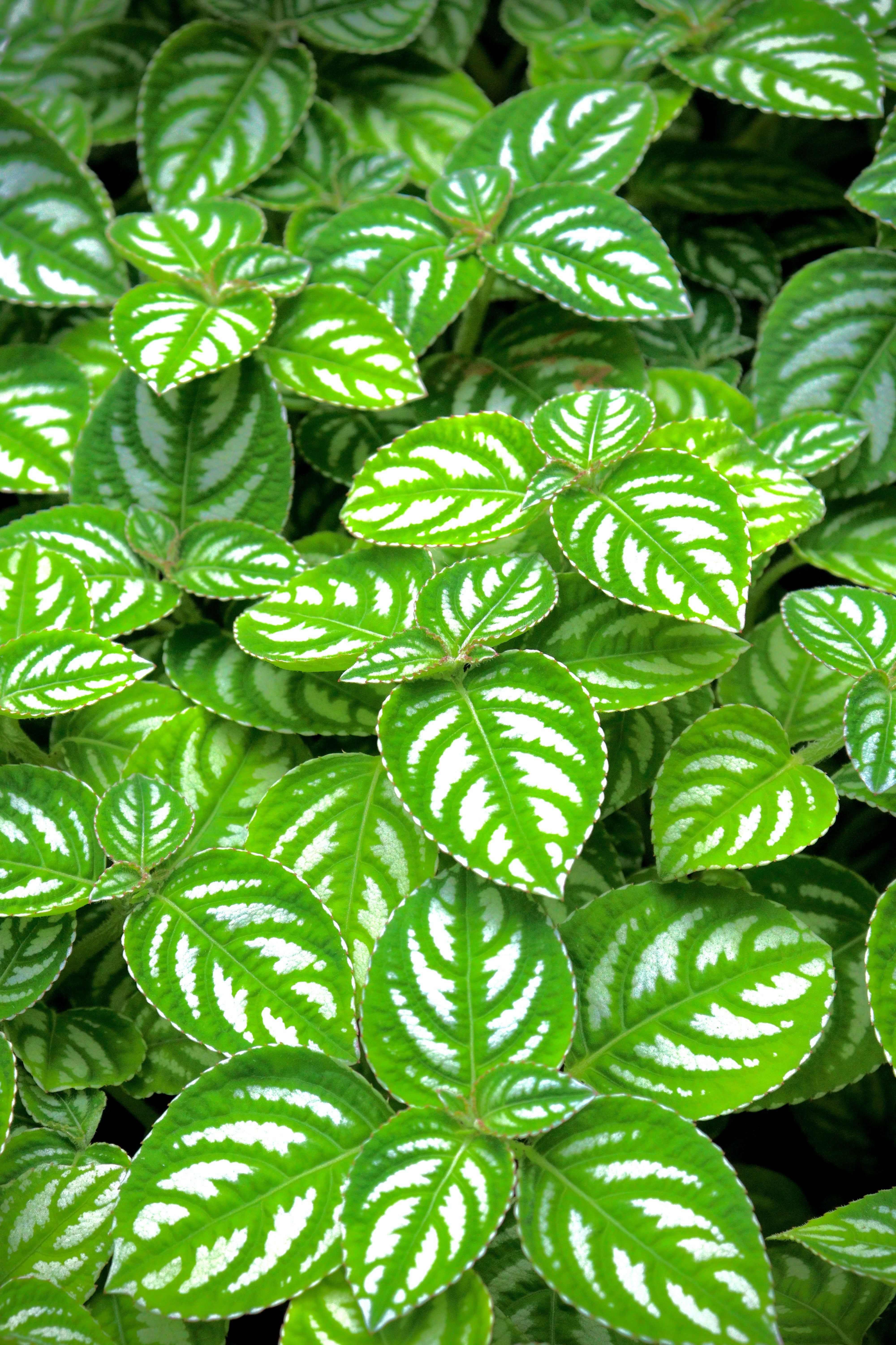 Foglie vivaci di piante d’appartamento al giardino botanico prefettizio di Kyoto
