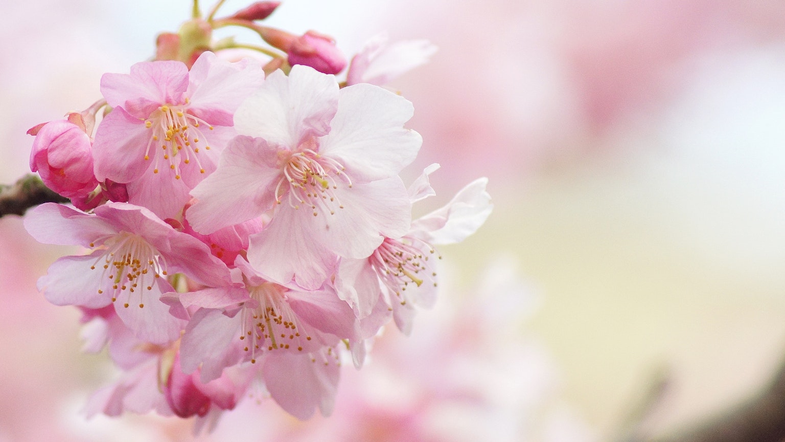 Beautiful pink cherry blossom flowers in full bloom on a branch