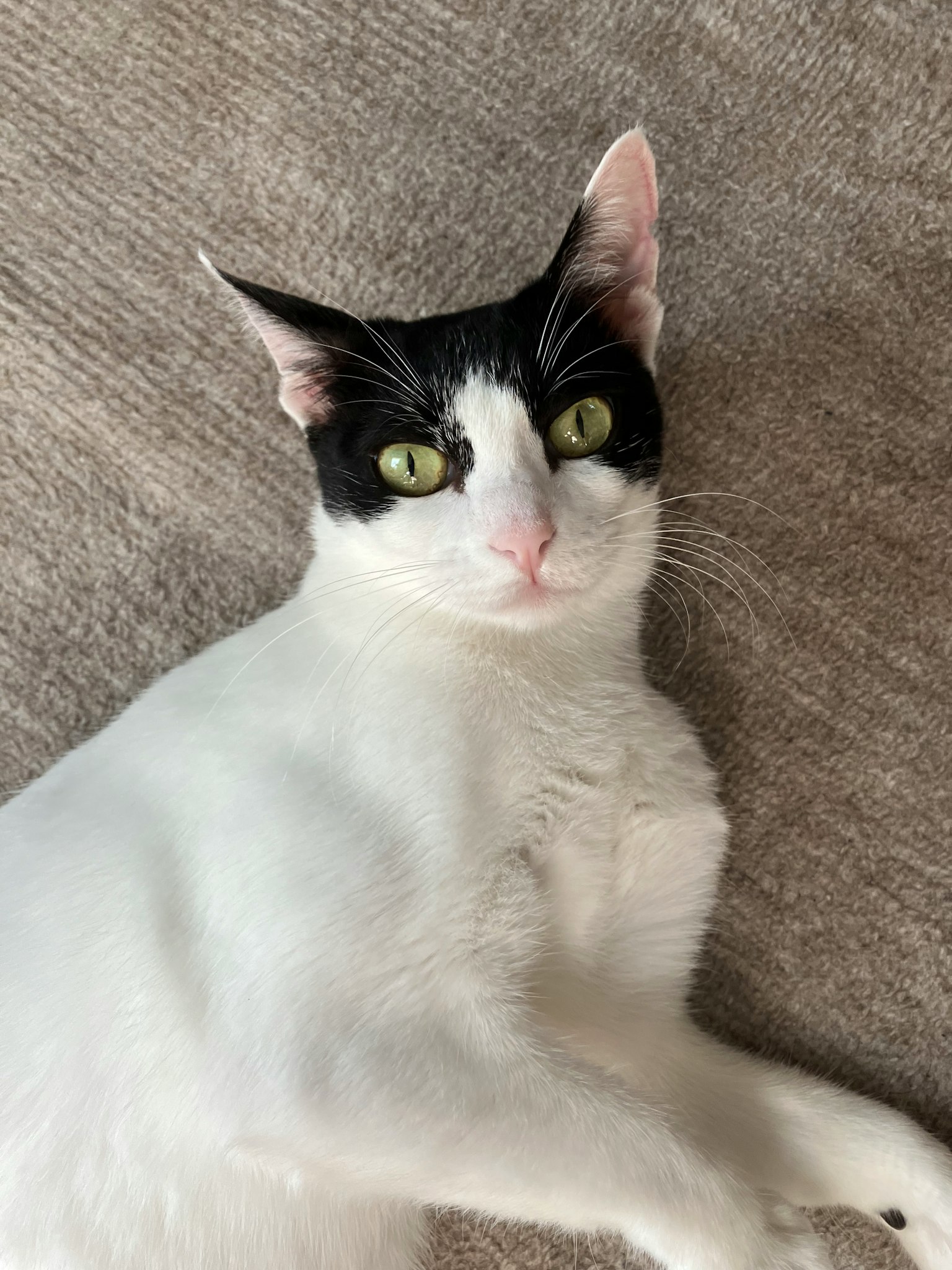白と黒の猫が横たわっている様子