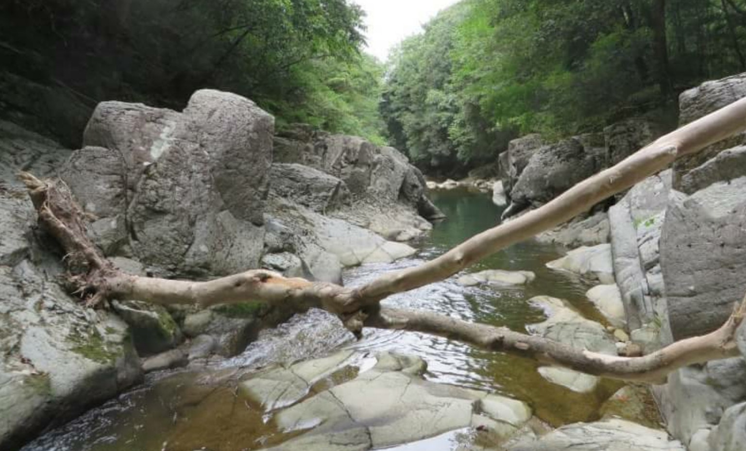 Eine ruhige Landschaft mit einem Bach, umgeben von grünen Bäumen und Felsen mit einem gefallenen Baumstamm