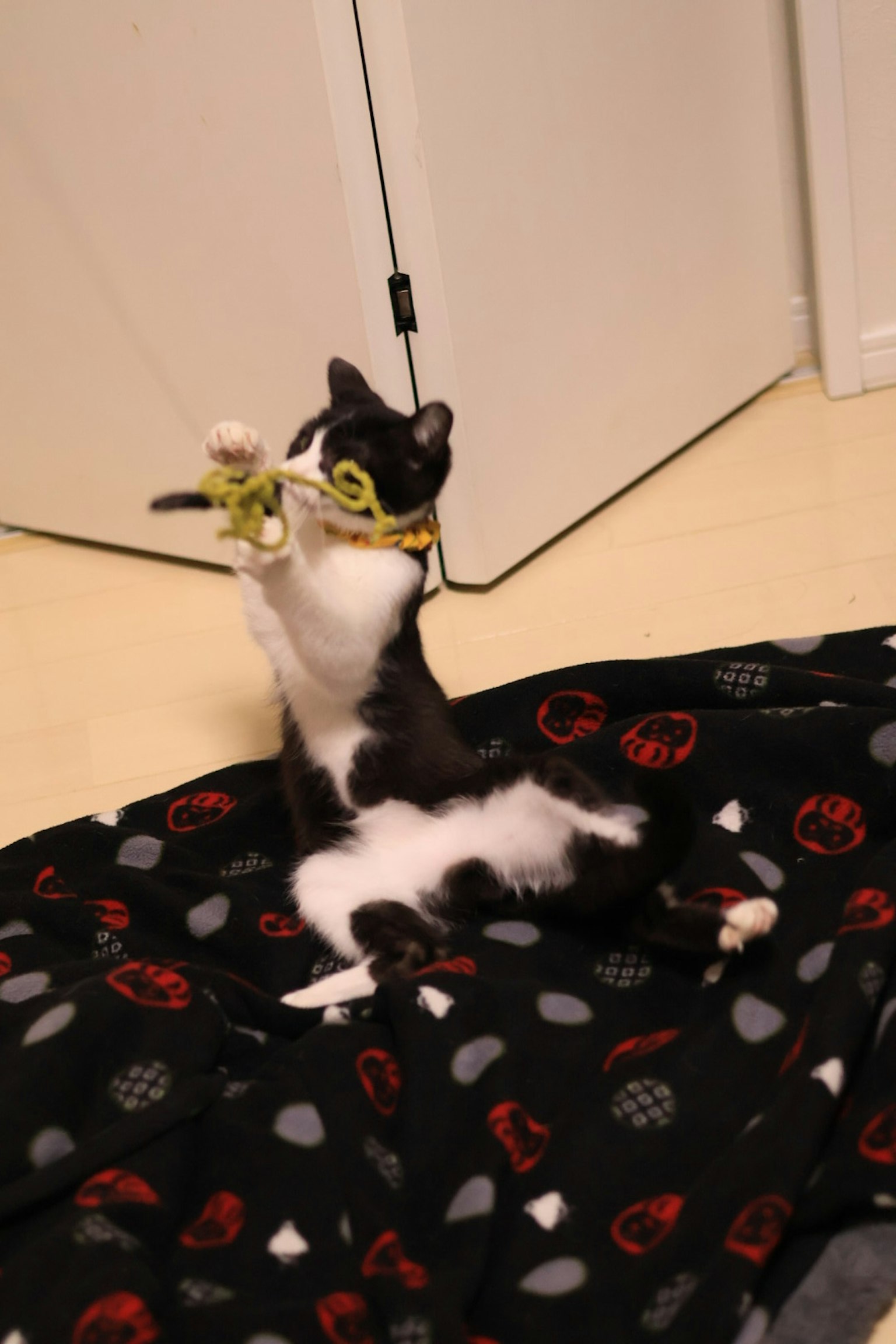Gato negro y blanco jugando con un juguete verde