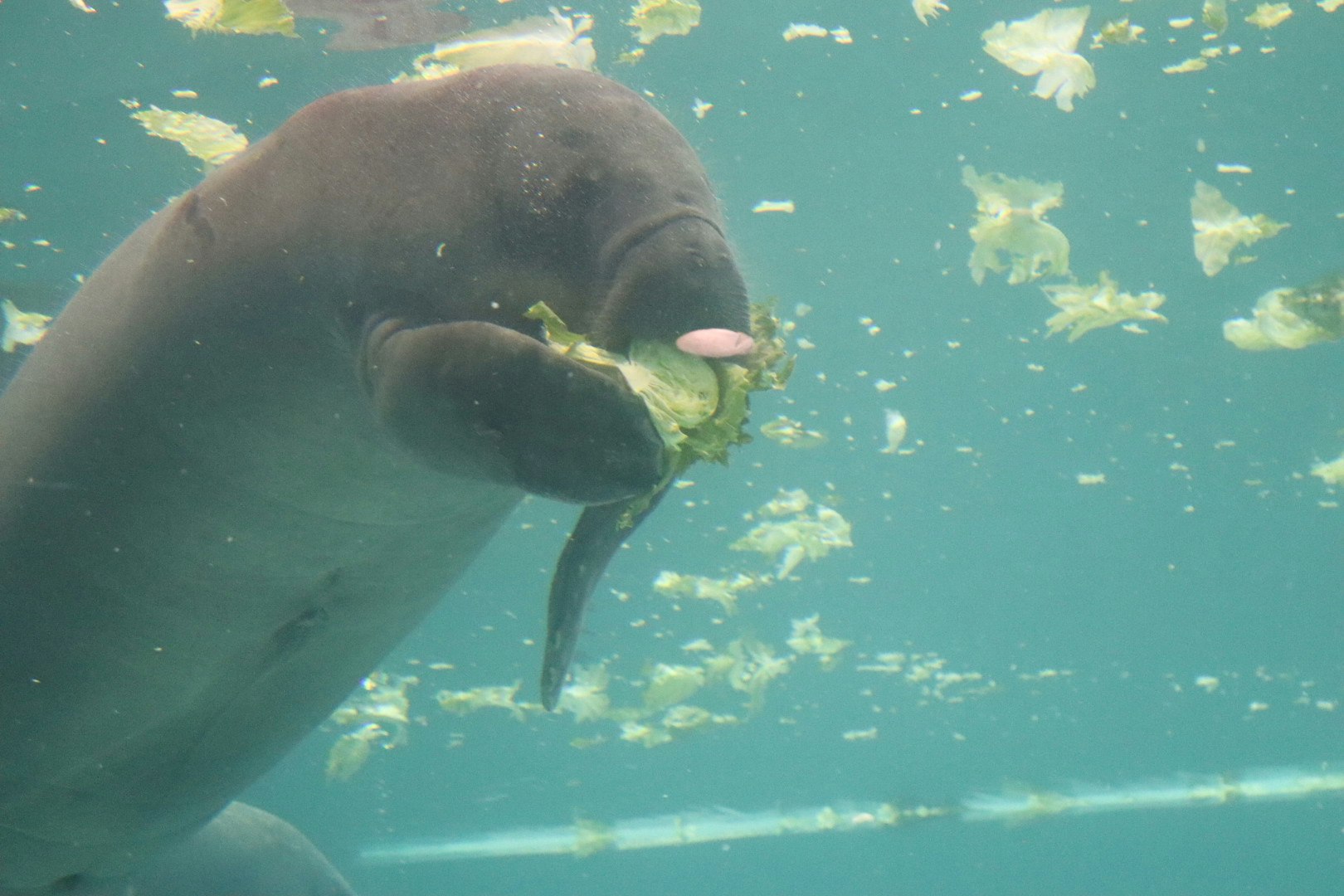 水槽の中で餌を食べるマナティ