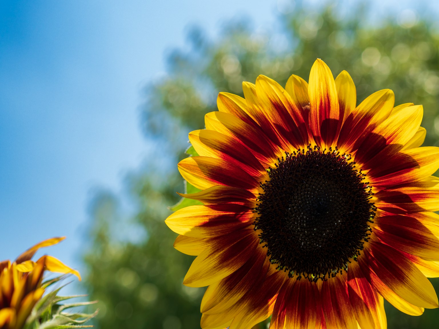 Girasole vibrante rosso e giallo che fiorisce sotto un cielo blu