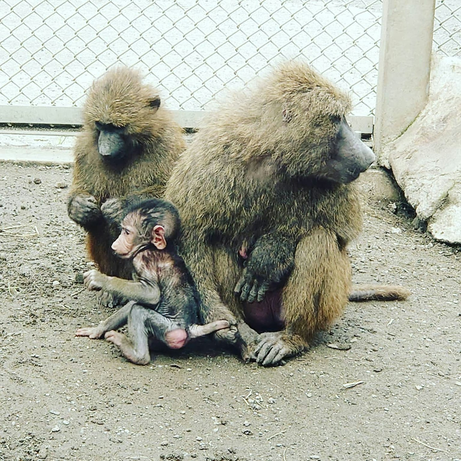 Deux babouins et un bébé babouin assis ensemble