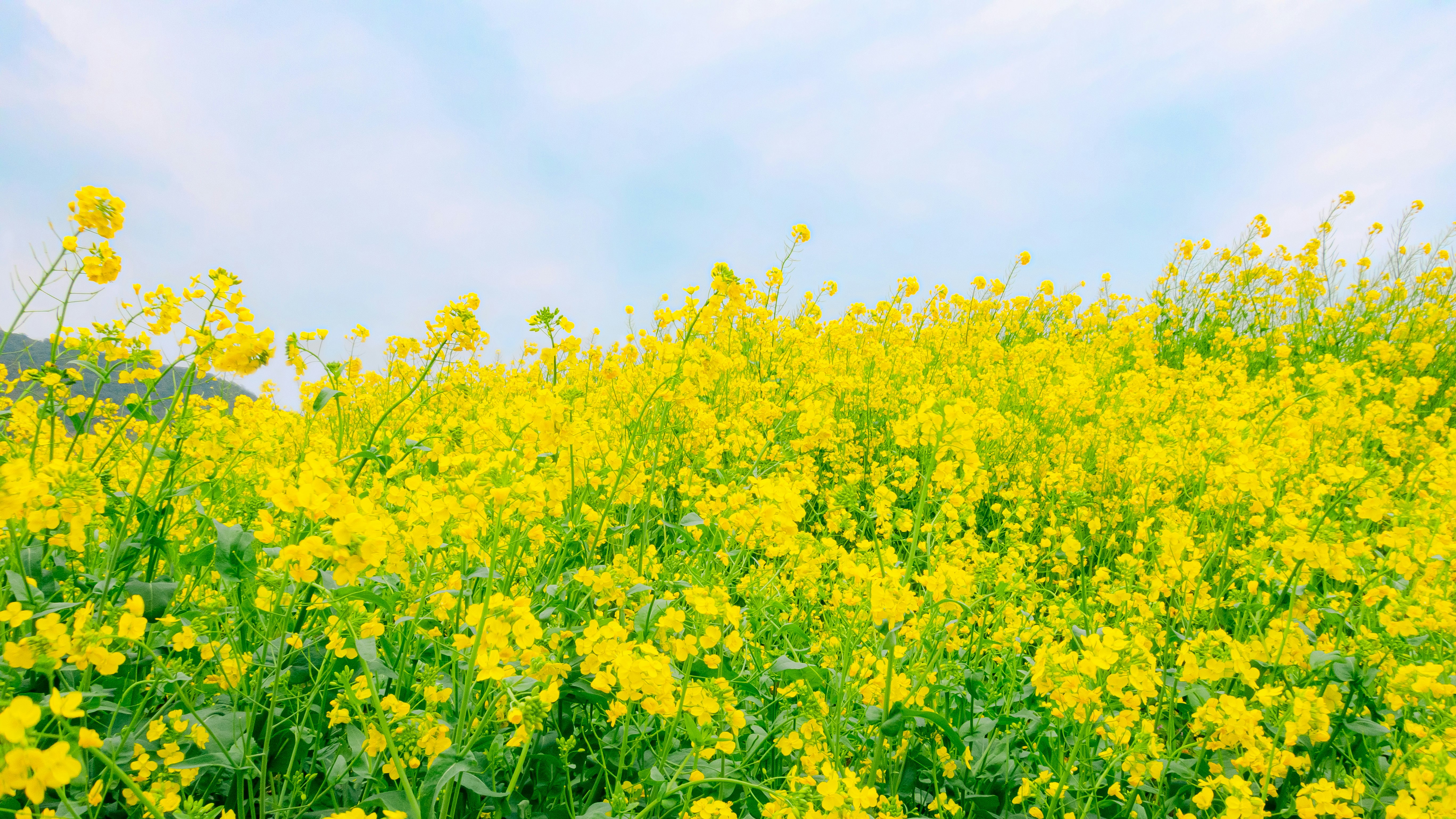 黄色い菜の花が広がる春の畑