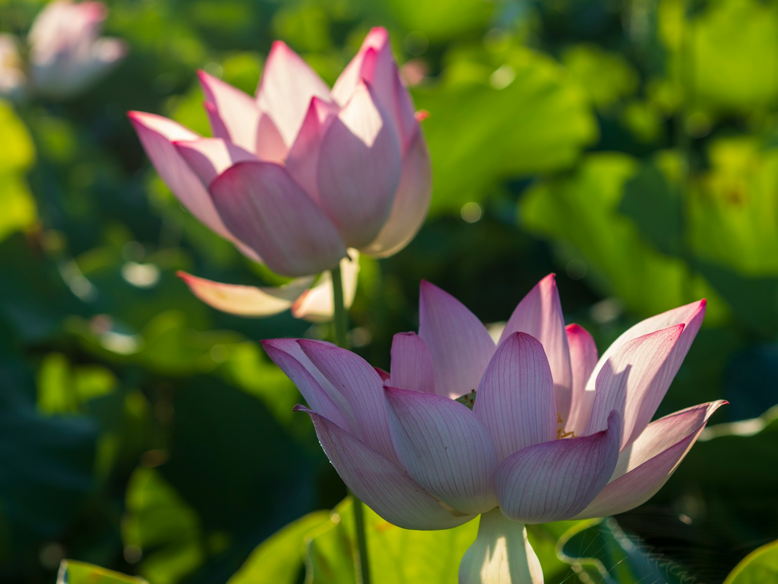 Magnifiques fleurs de lotus roses fleurissant parmi des feuilles vertes