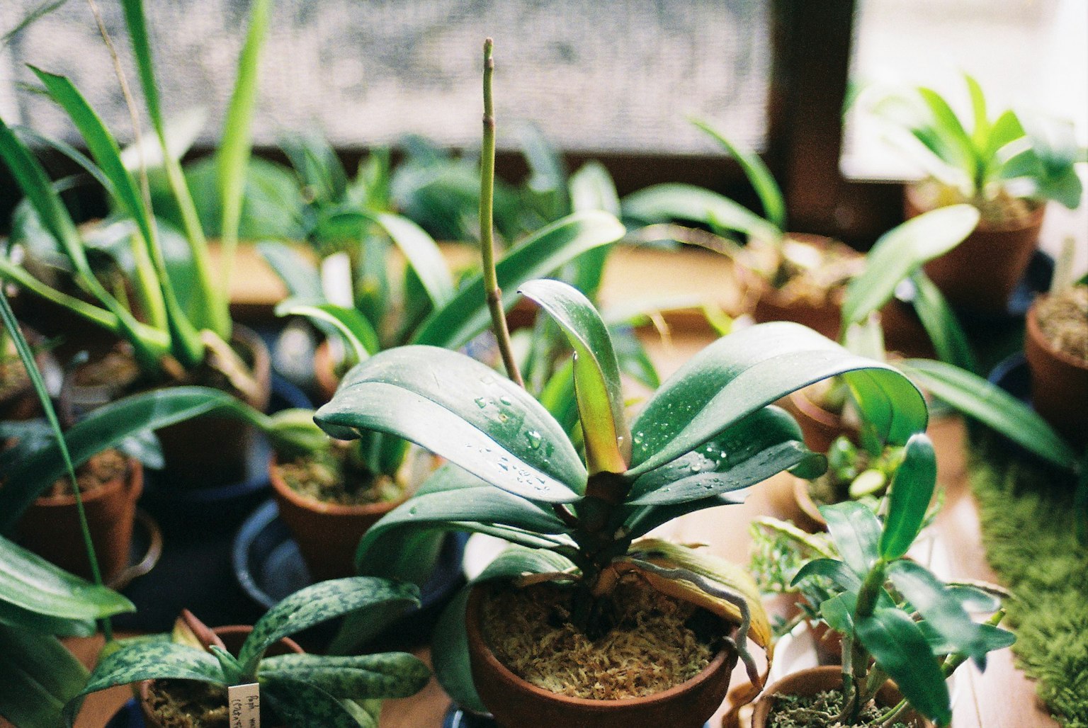 Indoor scene with multiple potted plants arranged on a table