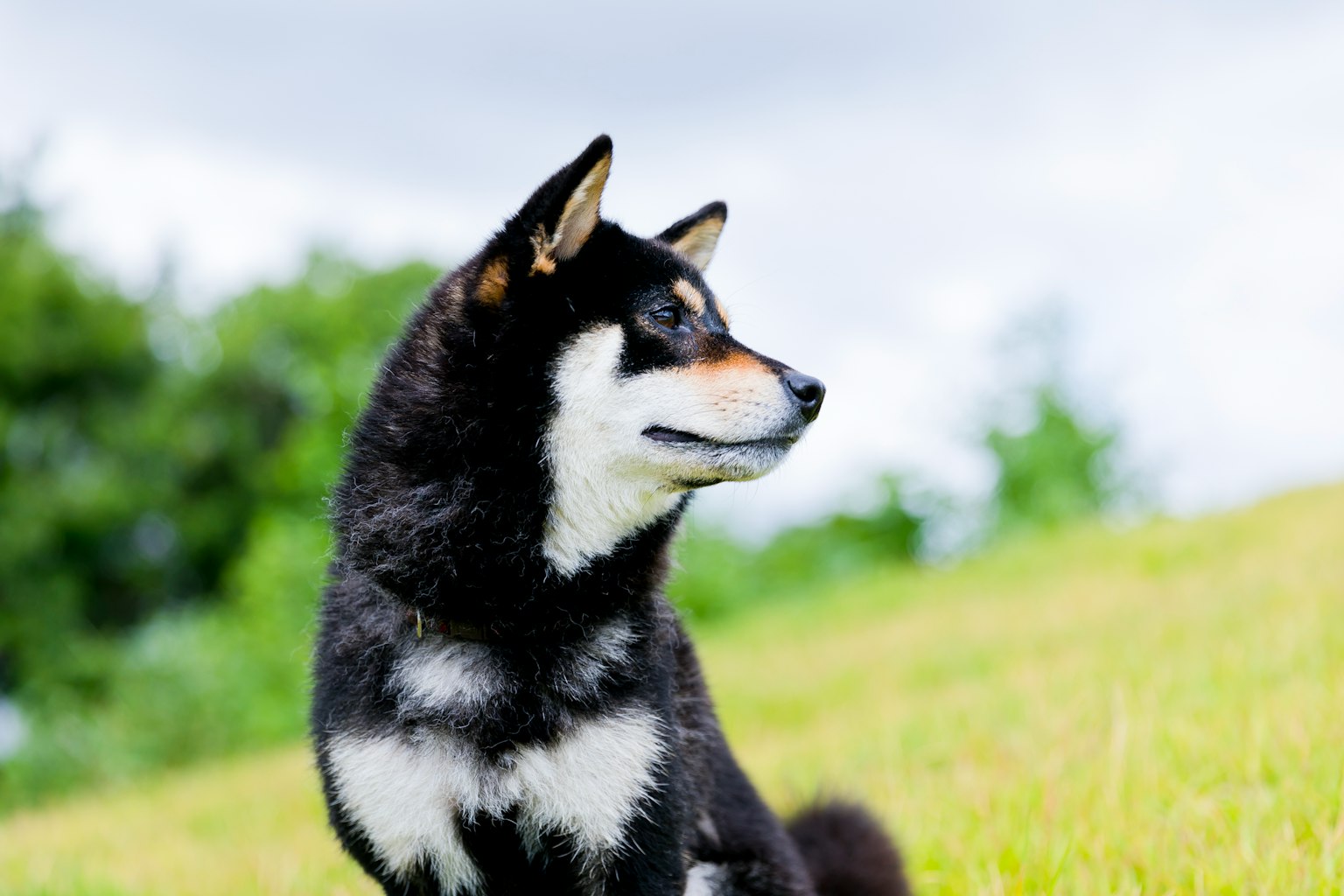 Un perro Shiba Inu negro sentado en la hierba mirando de lado