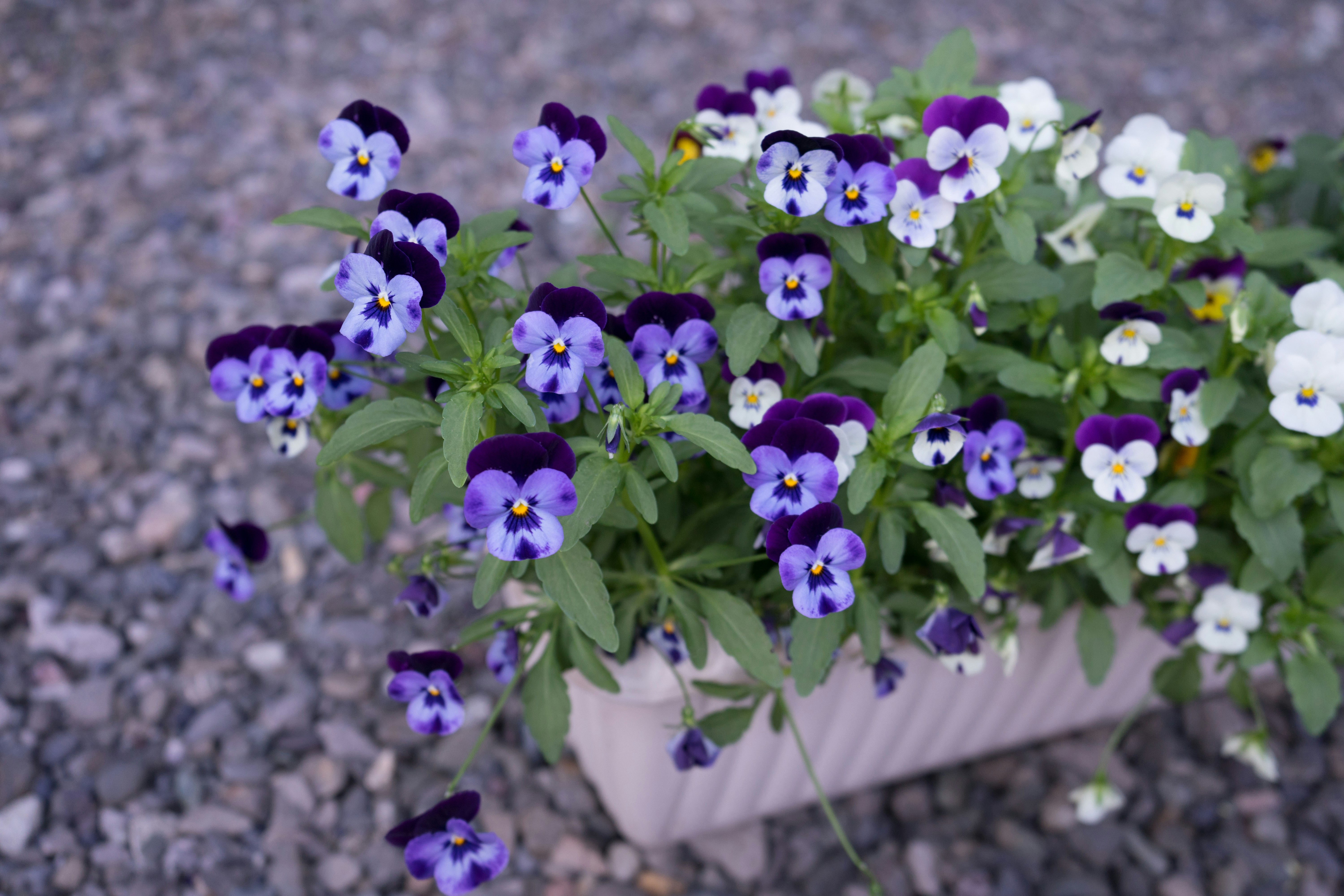Violette und weiße Stiefmütterchen blühen in einem Blumenkasten