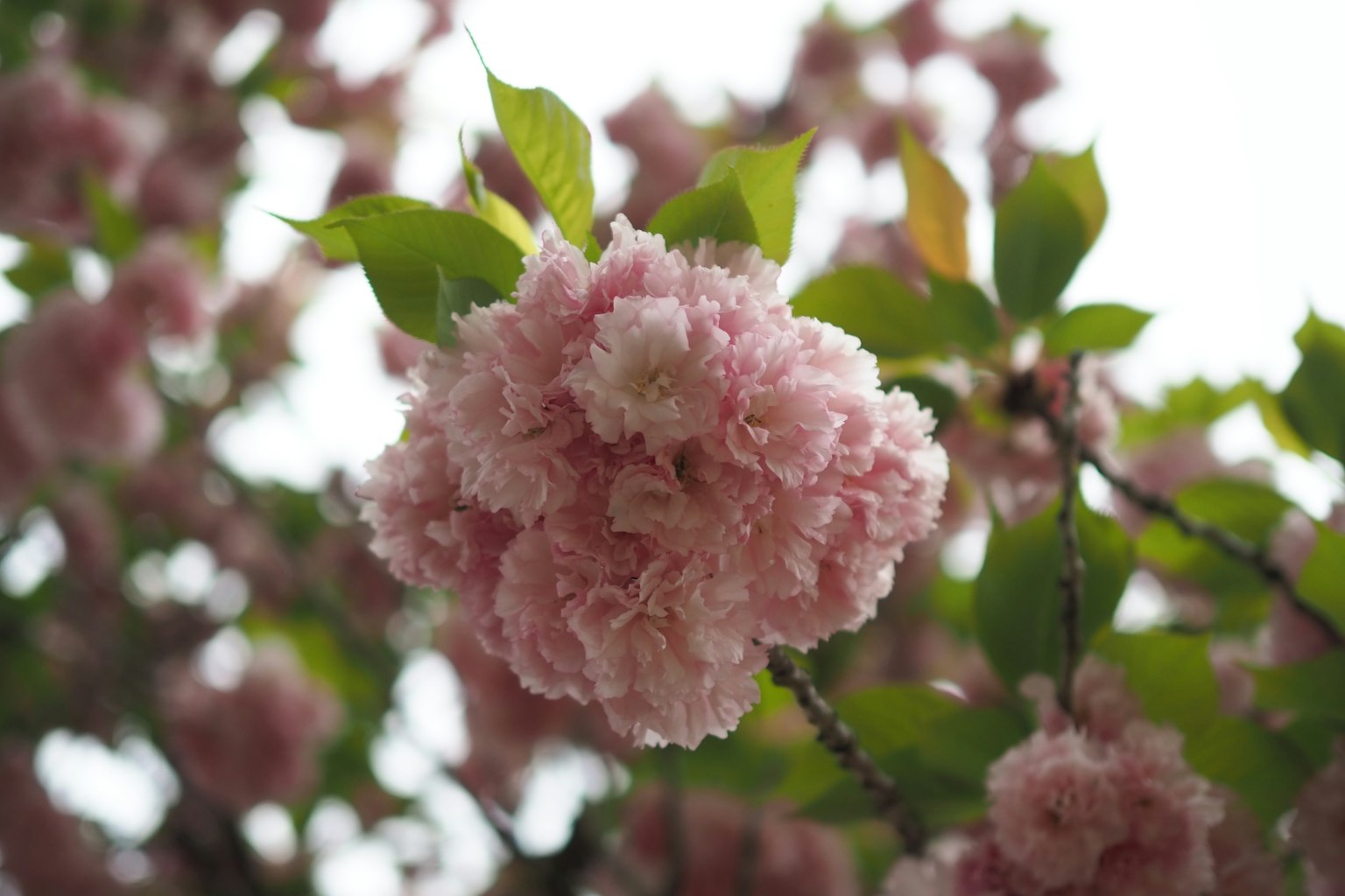 Close-up of pink cherry blossoms on a branch