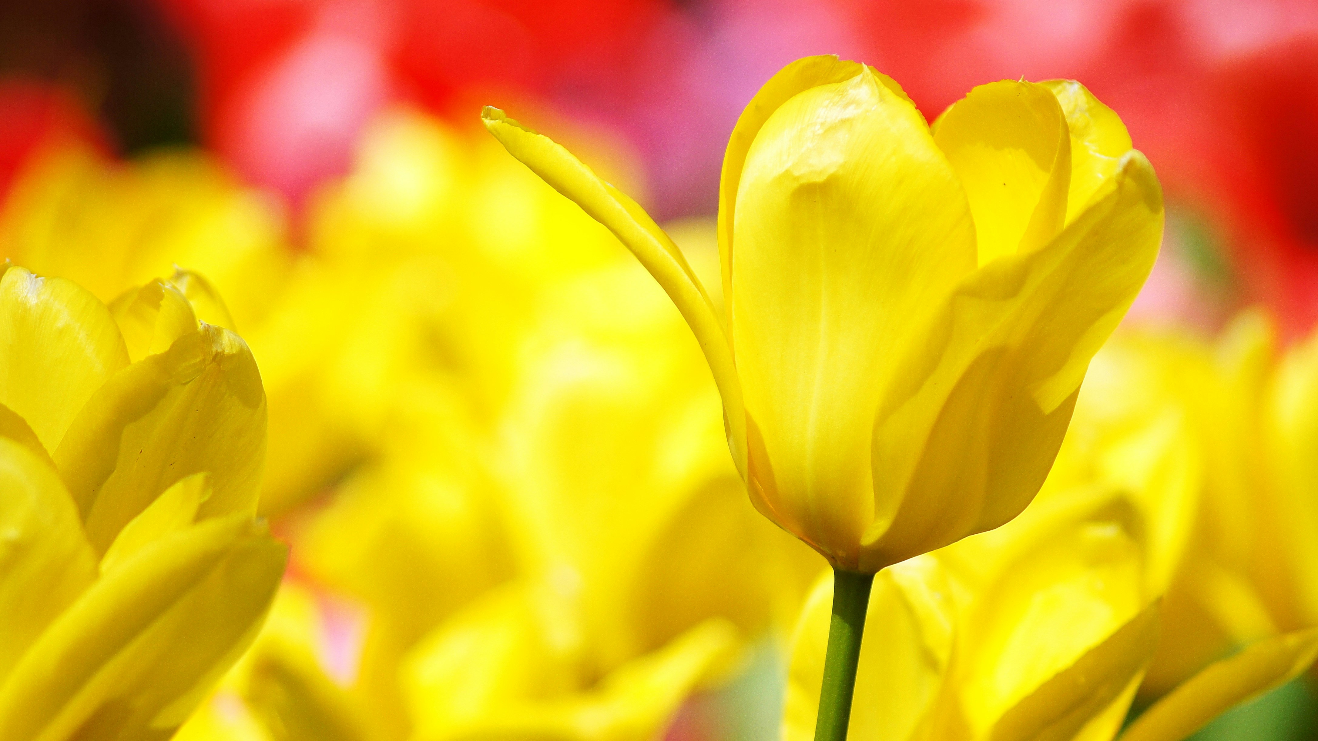 黄色いチューリップの花が咲く花畑のクローズアップ