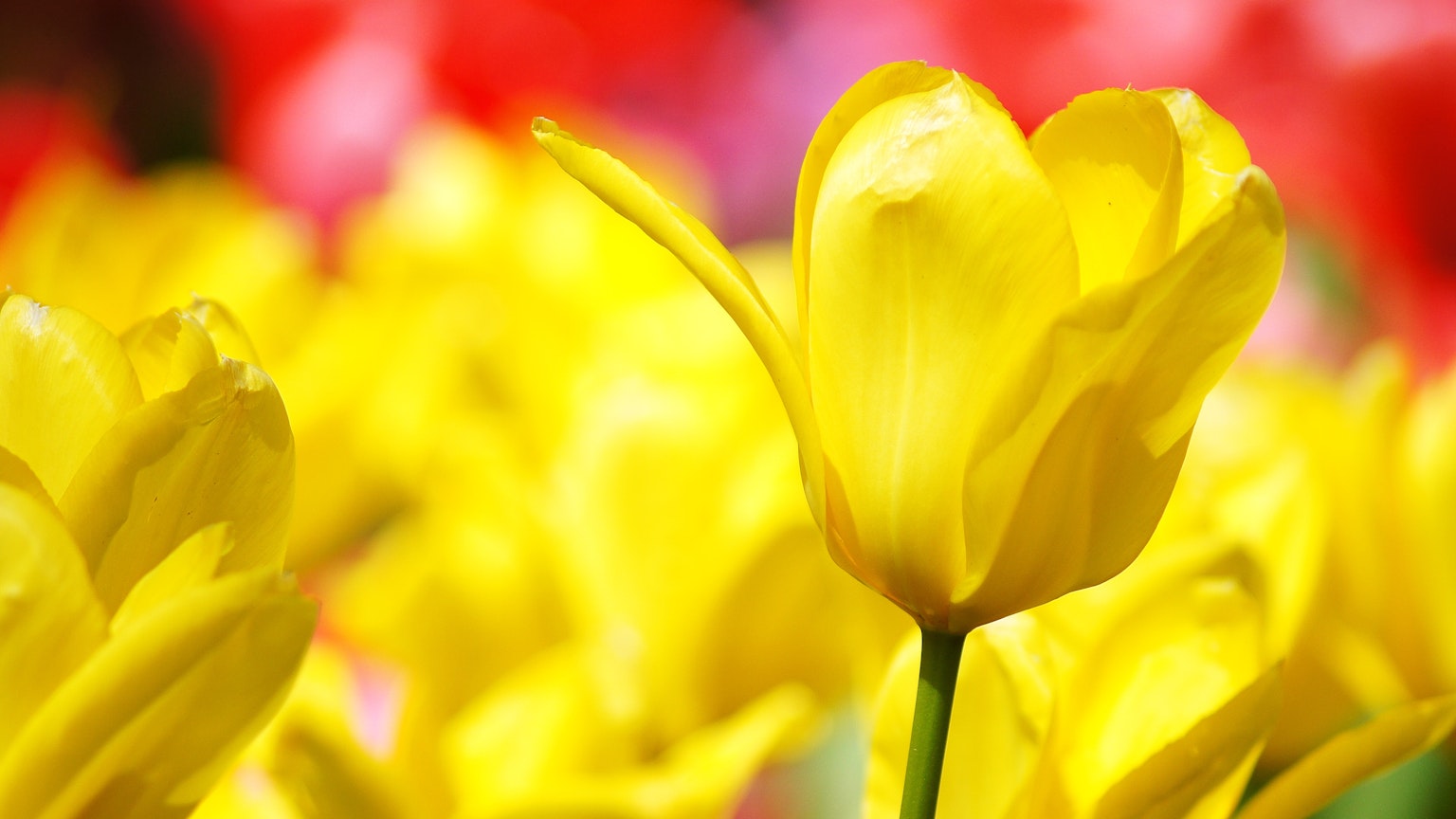Un tulipe jaune vibrant au premier plan avec un arrière-plan flou de fleurs rouges