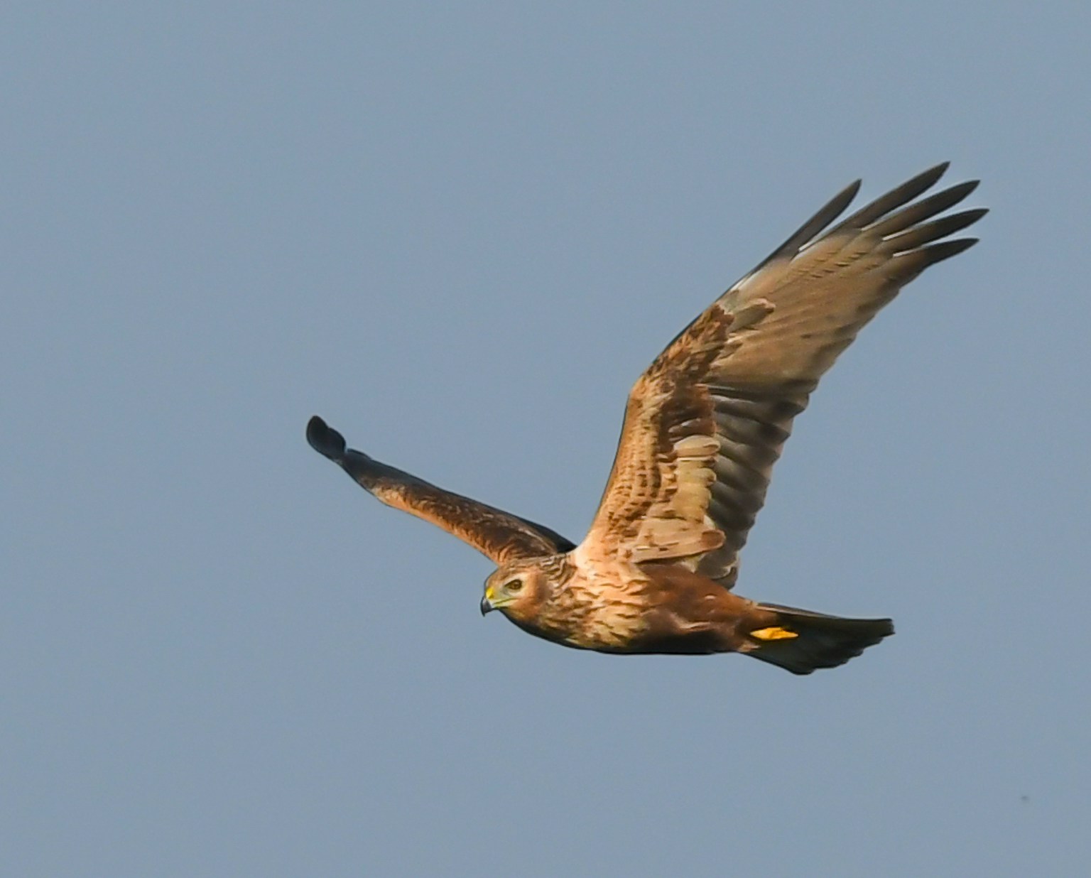 A hawk soaring in the sky with outstretched wings against a blue background