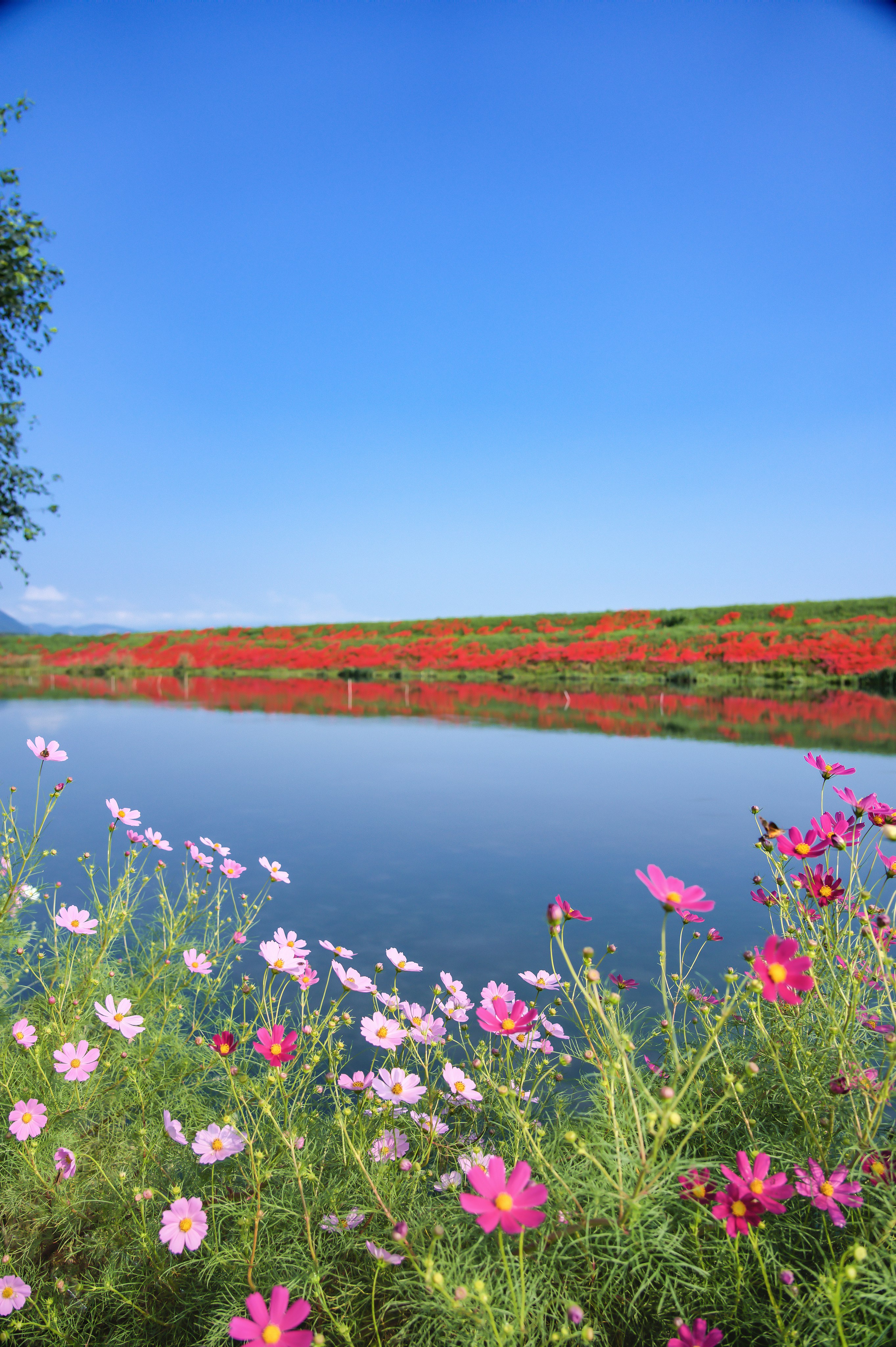 青空の下、花畑と湖の風景