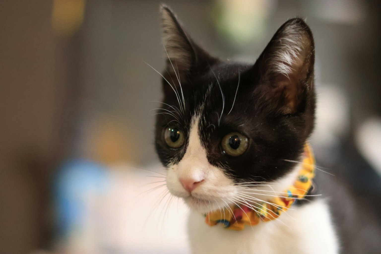 A black and white cat wearing a colorful collar