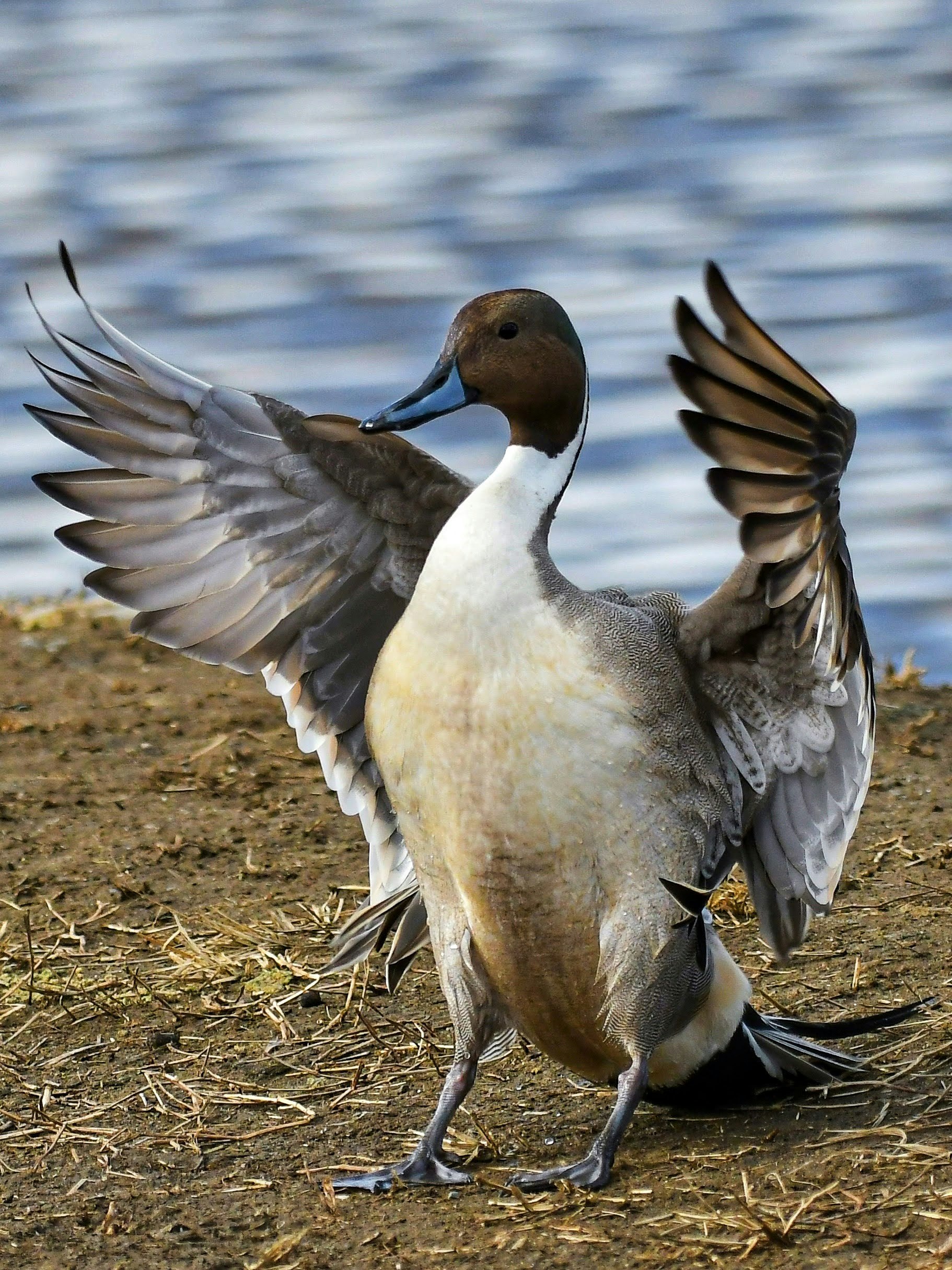 seabird with wings spread flapping on the ground