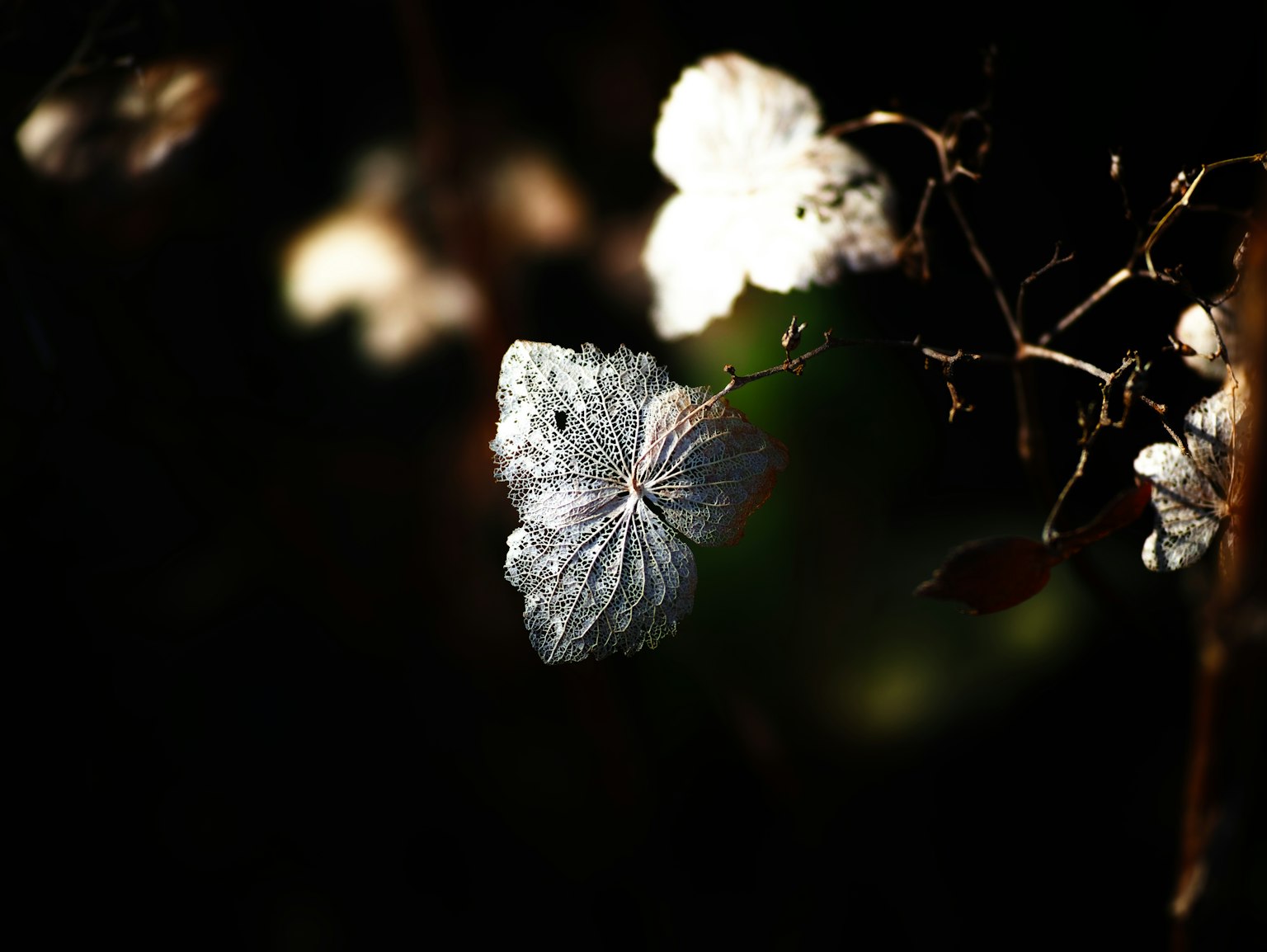 黑暗背景上的白色花瓣特写