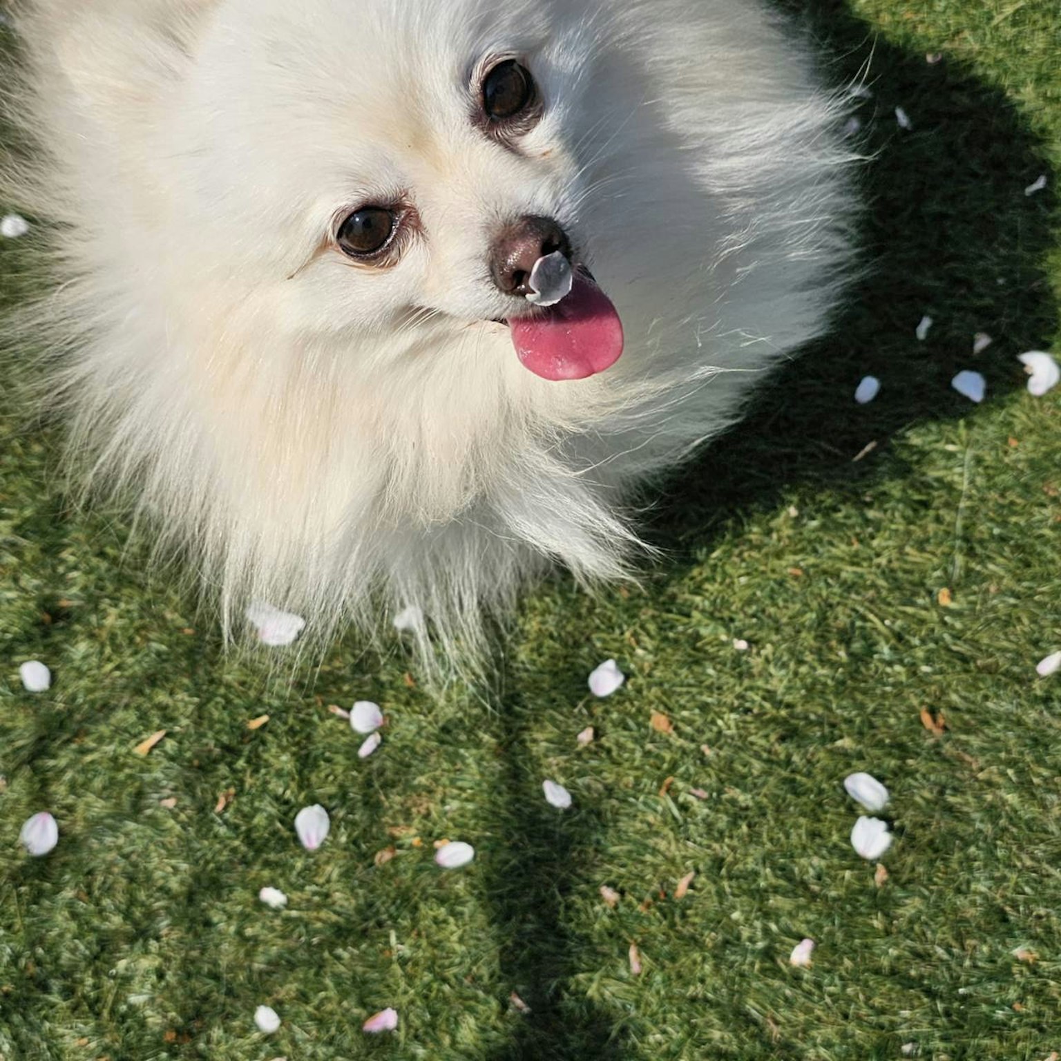 一只毛茸茸的白色博美犬在绿色草地上微笑，周围散落着花瓣