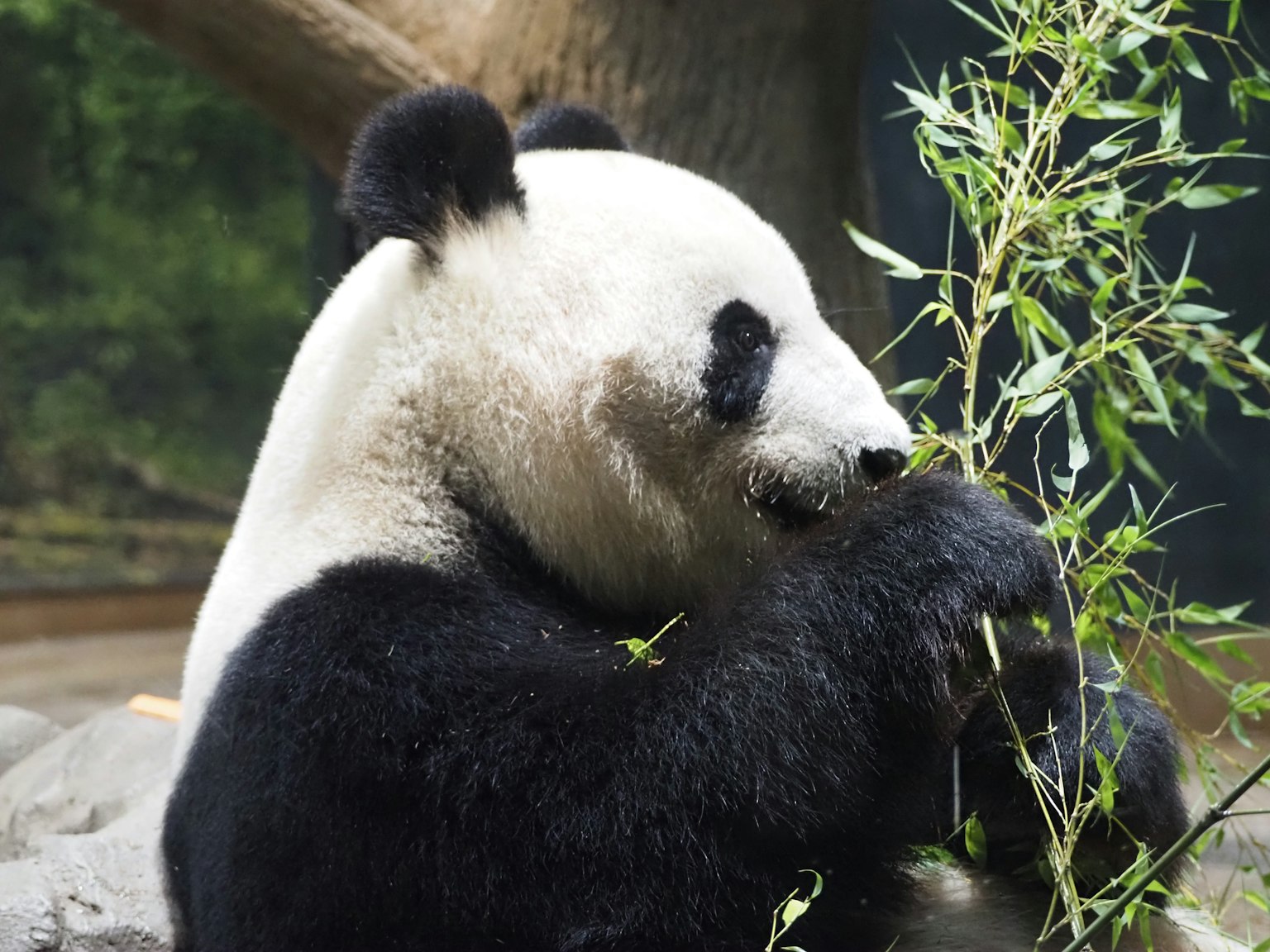 Seekor panda sedang makan bambu