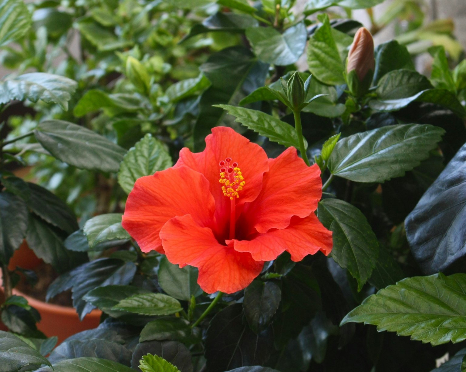 Fiore di ibisco arancione vibrante circondato da foglie verdi lussureggianti
