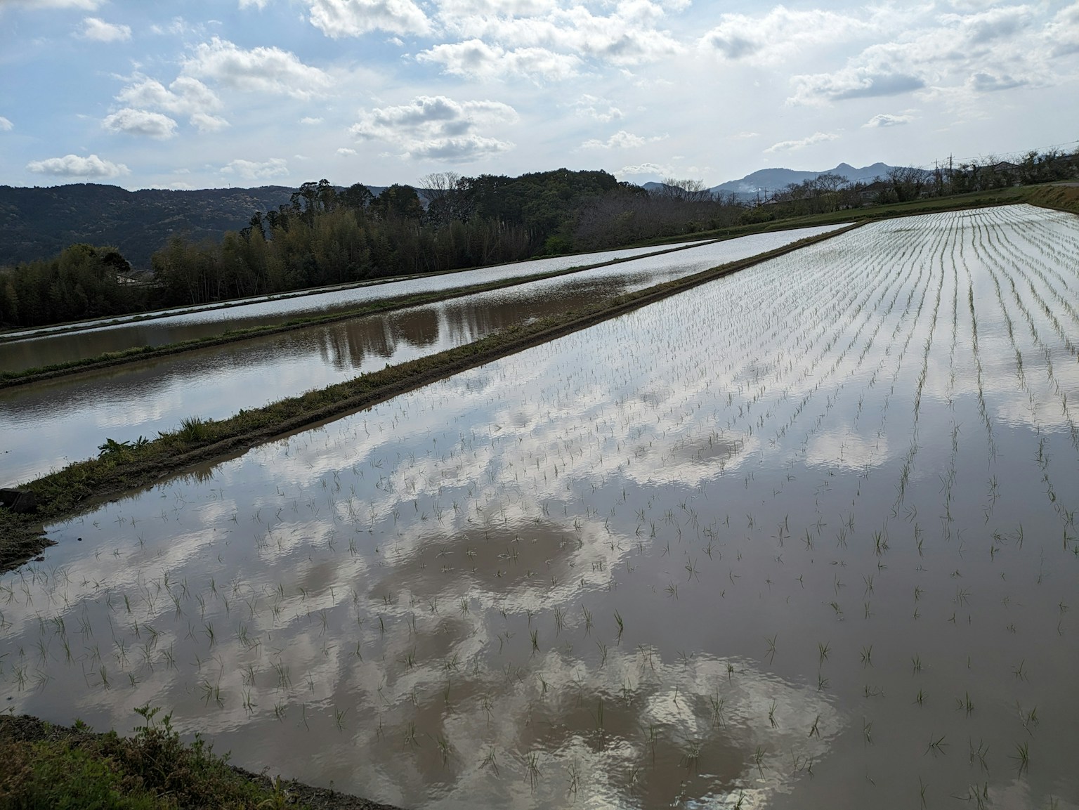 Amplio campo de arroz que refleja nubes en el agua