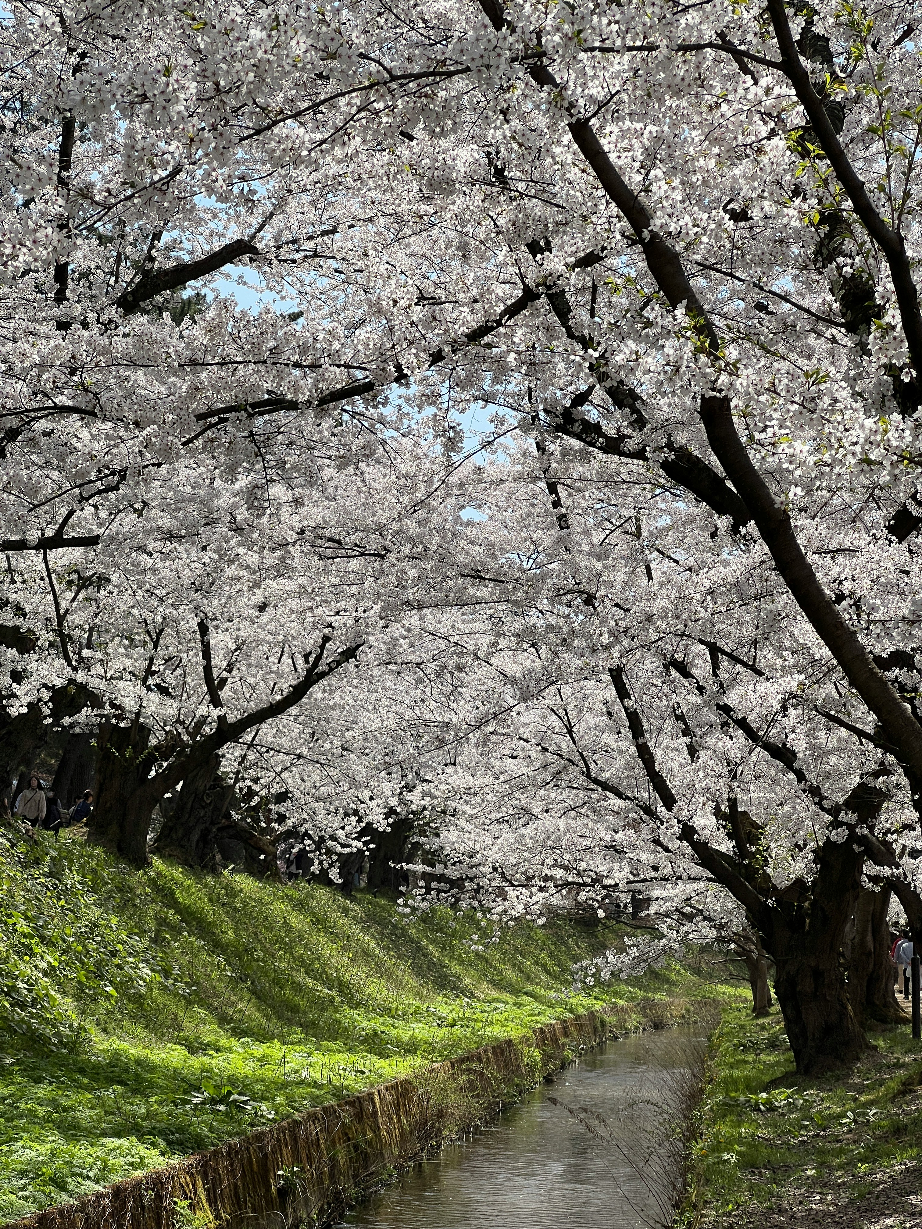 桜並木の小道と水路のある春の景色