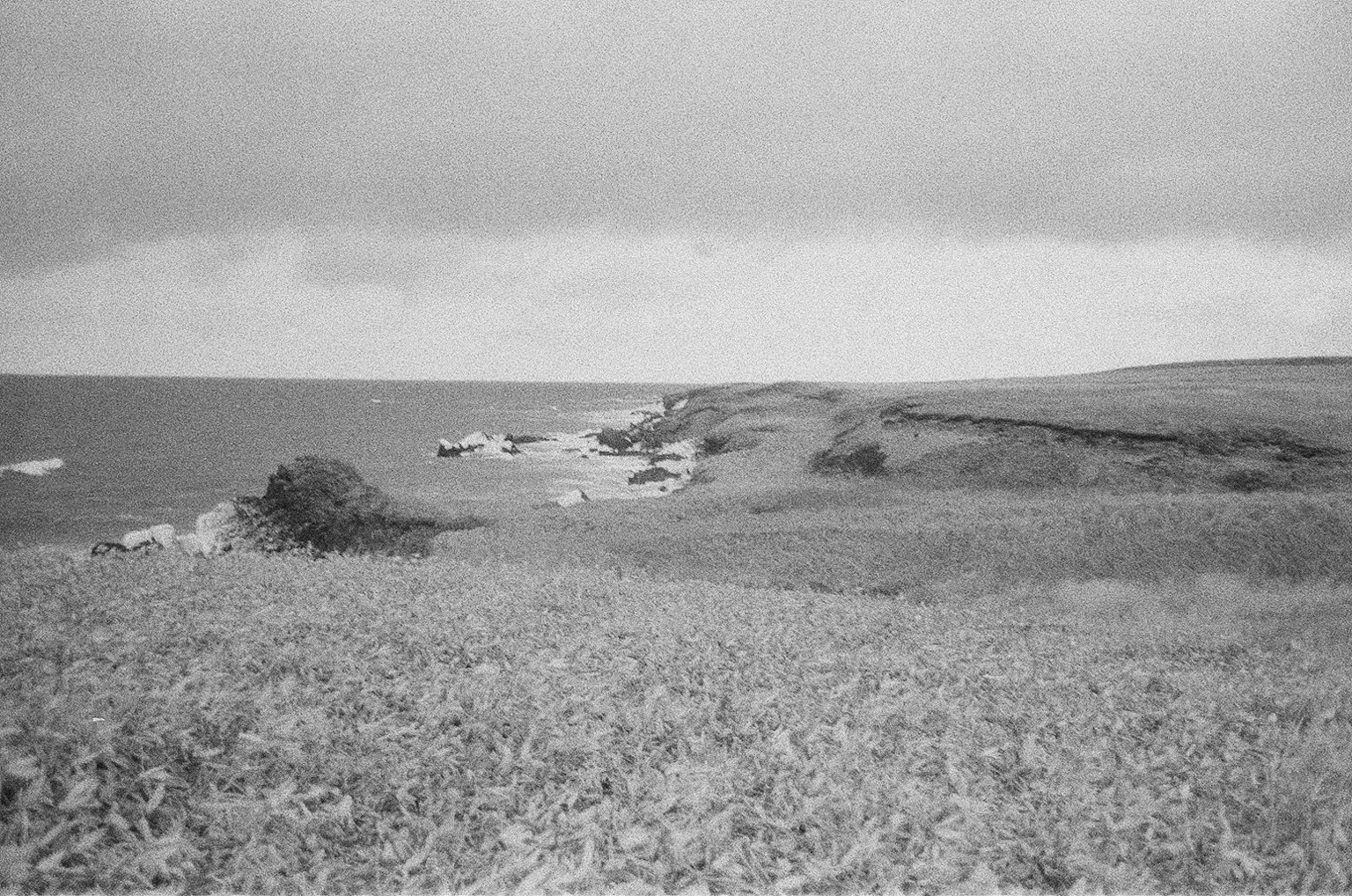 Imagen en blanco y negro de un paisaje costero con hierba y rocas