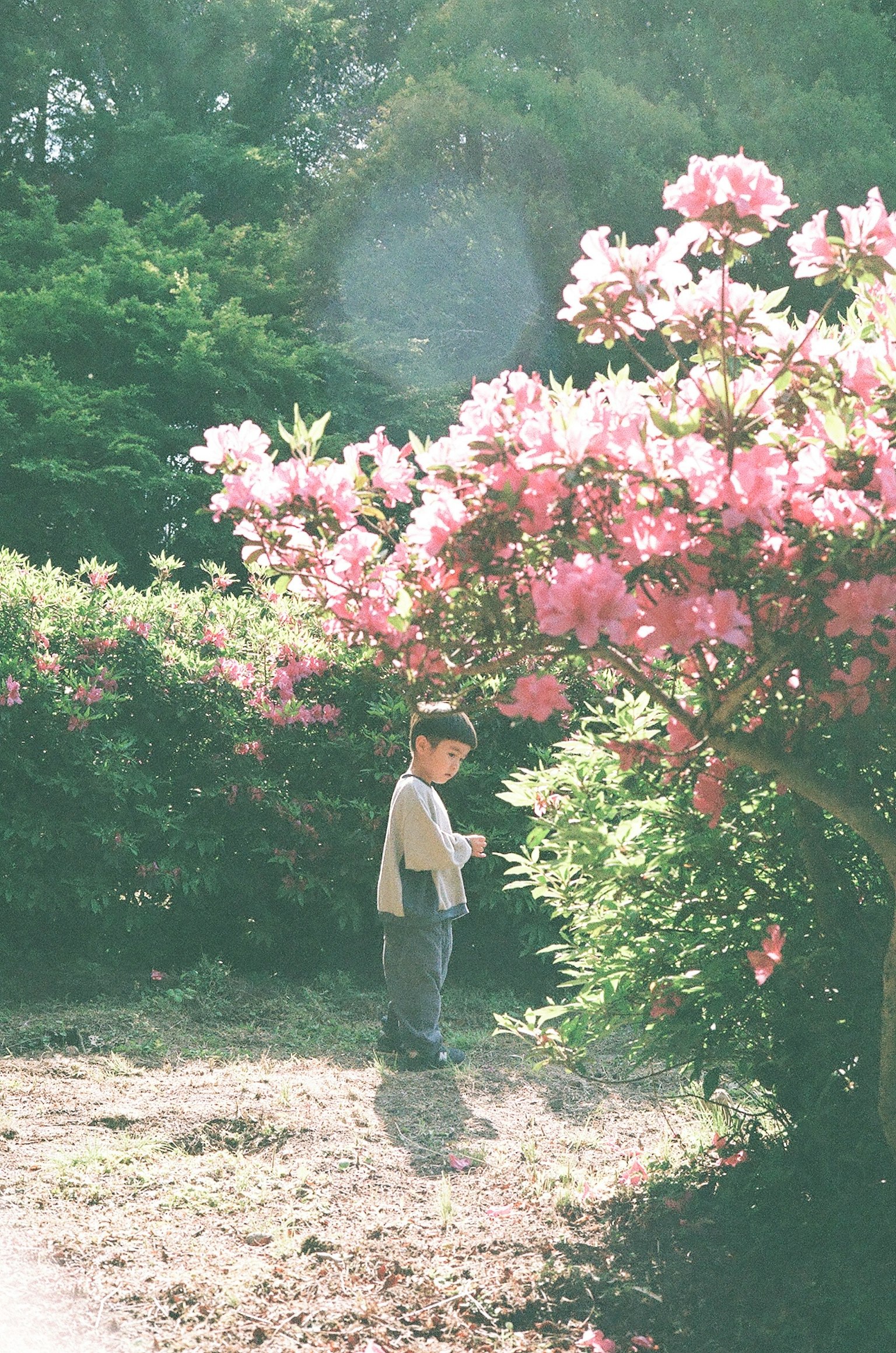 Child standing near pink flowers in a garden landscape