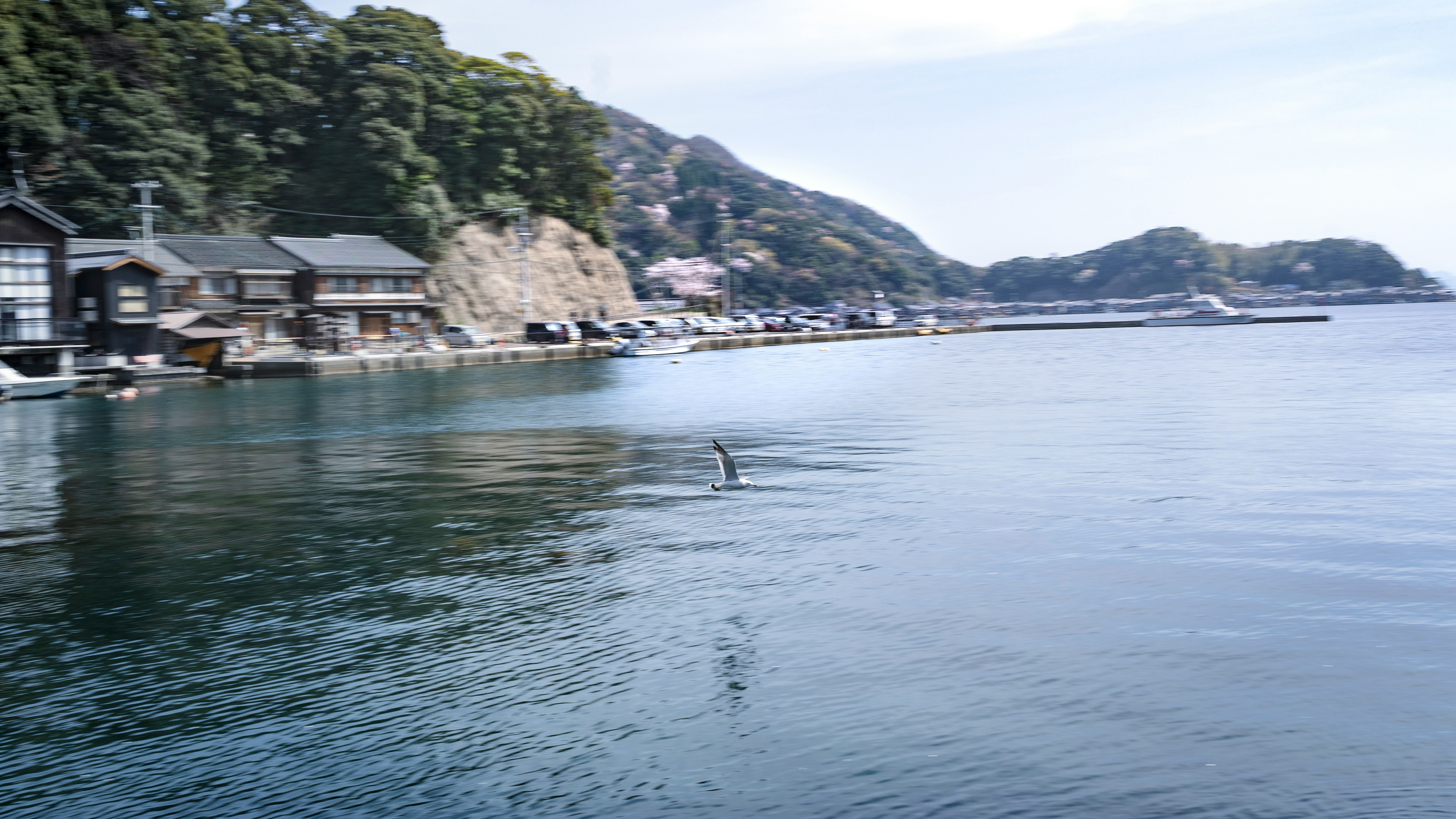 海に面した舟屋の並ぶ湾岸の風景とカモメ