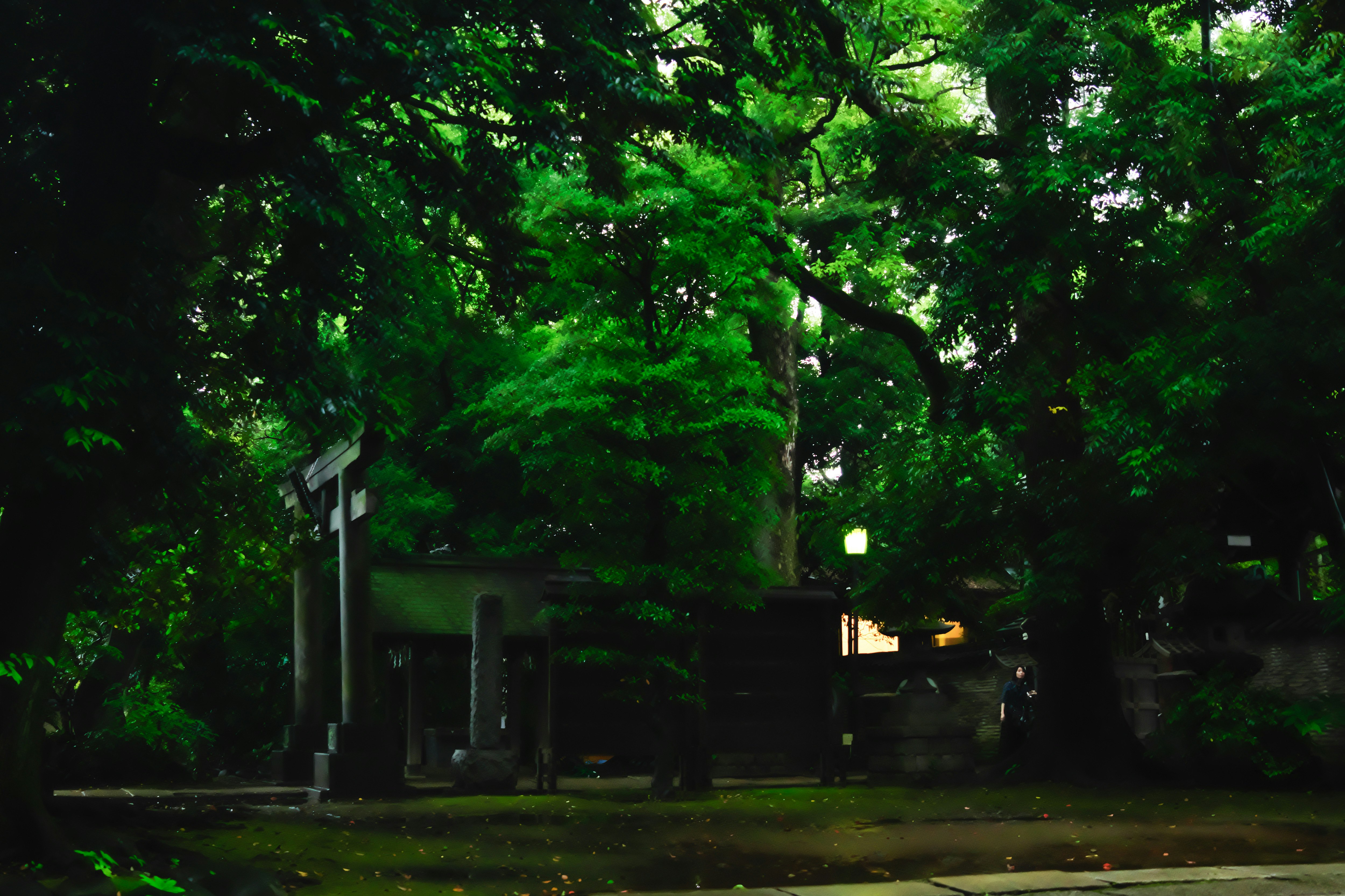 緑の木々に囲まれた神社の境内の夜景