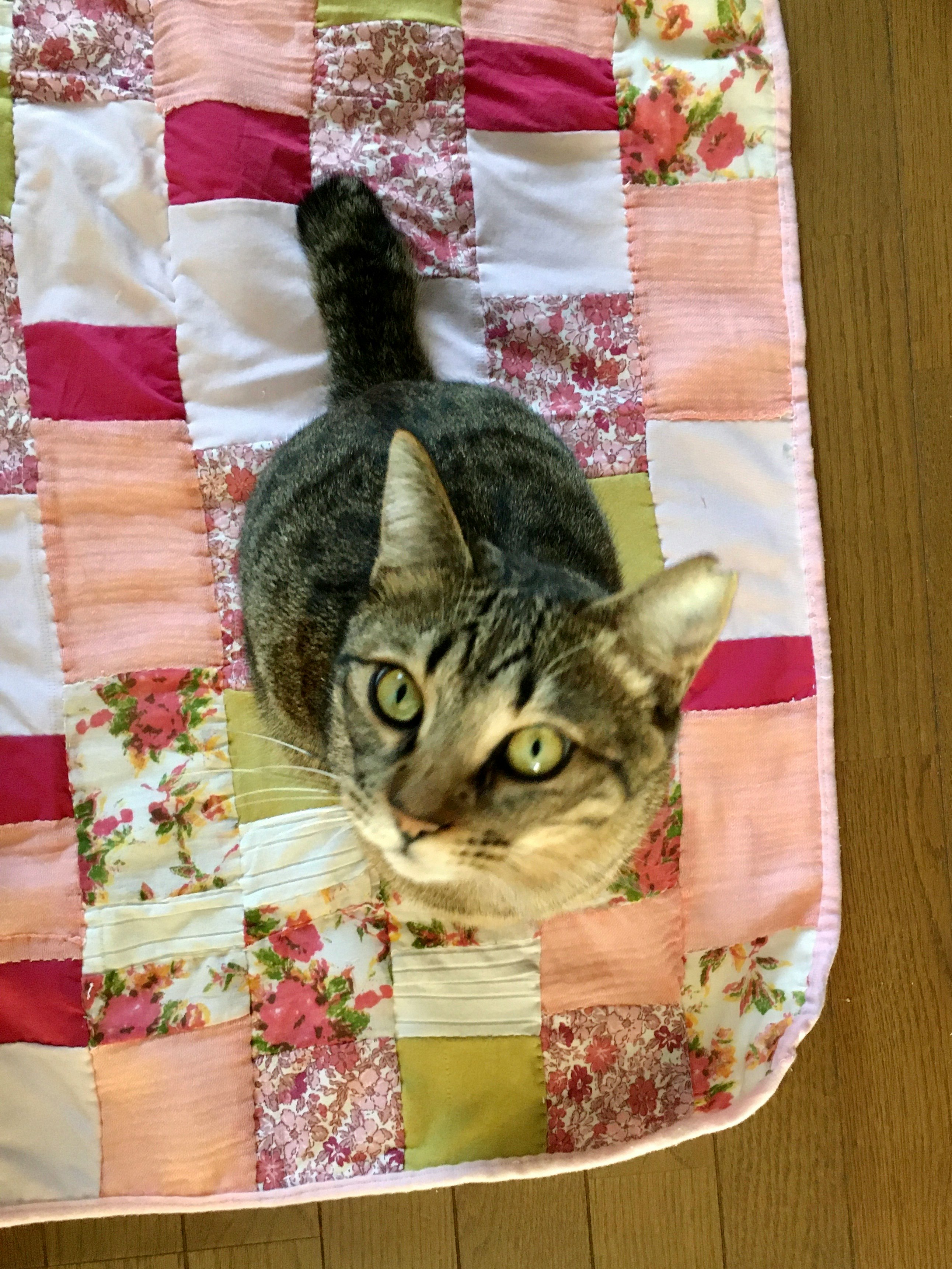 パッチワークのキルトマットの上の猫