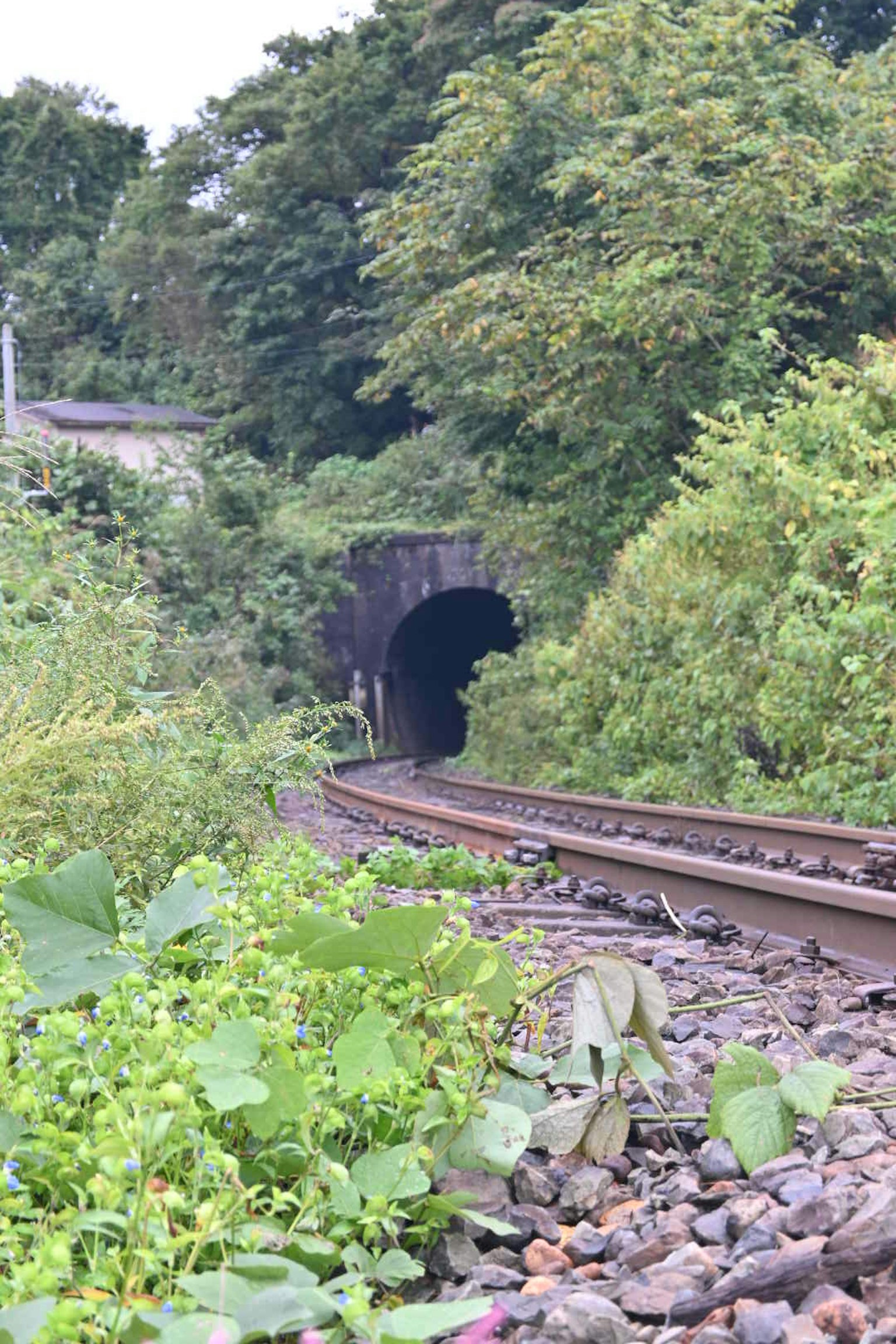 Entrata di un tunnel ferroviario circondata da vegetazione e binari curvi