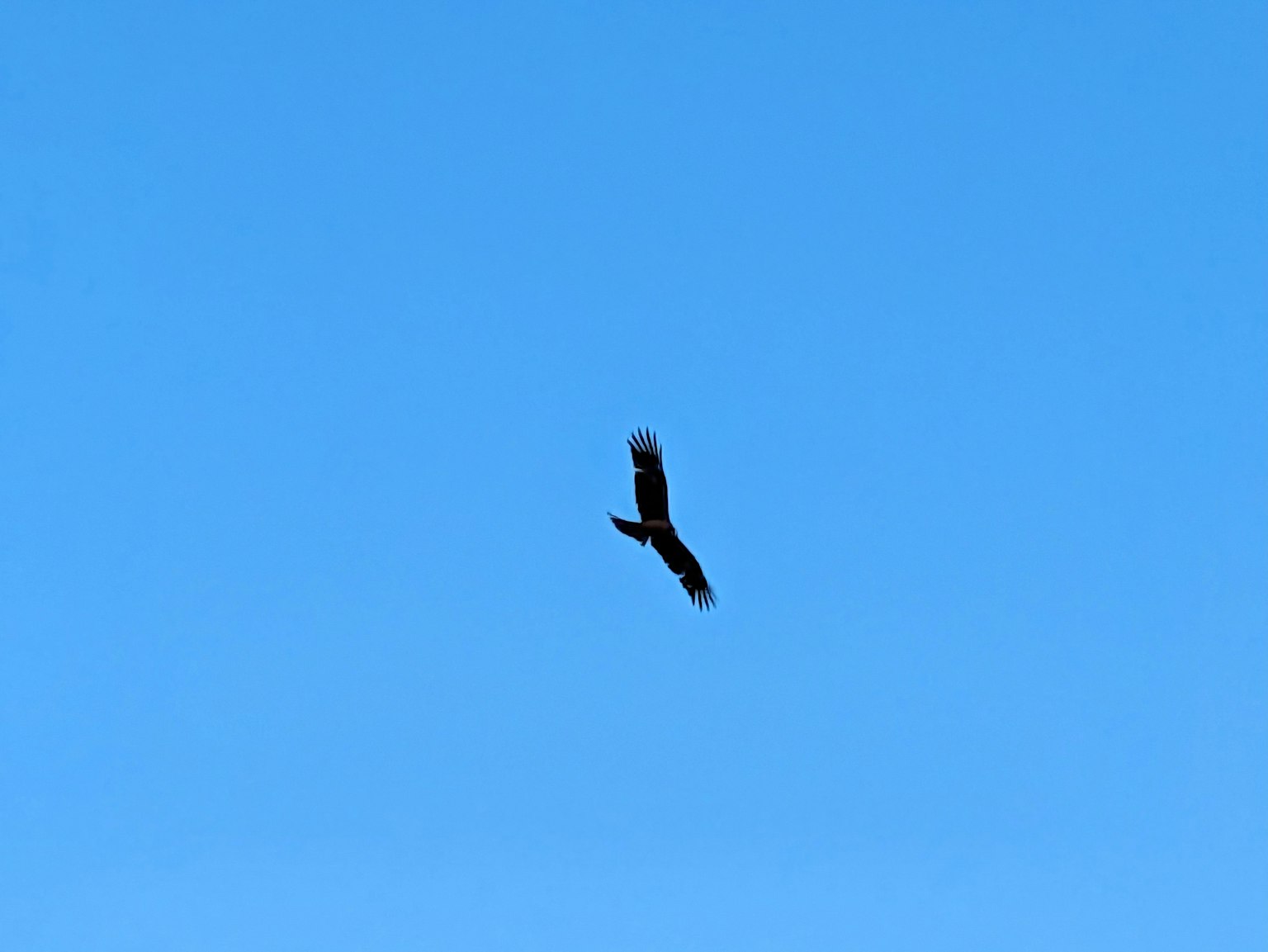 Silhouette of an eagle soaring against a blue sky