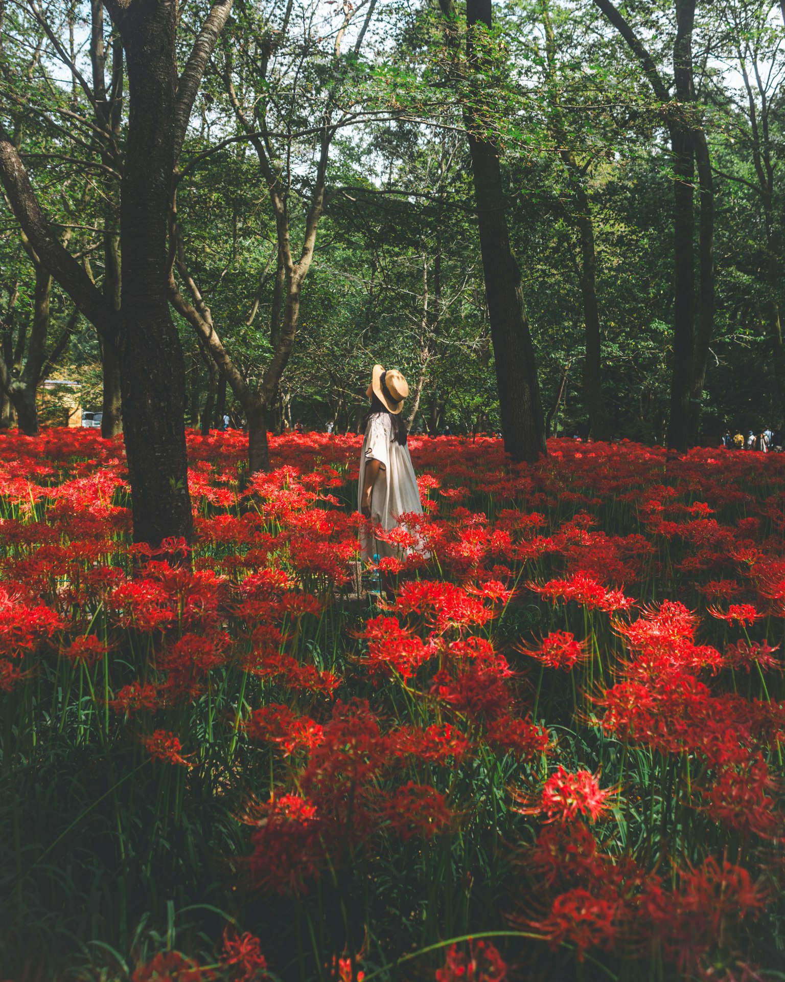 Una mujer caminando por un bosque de flores rojas