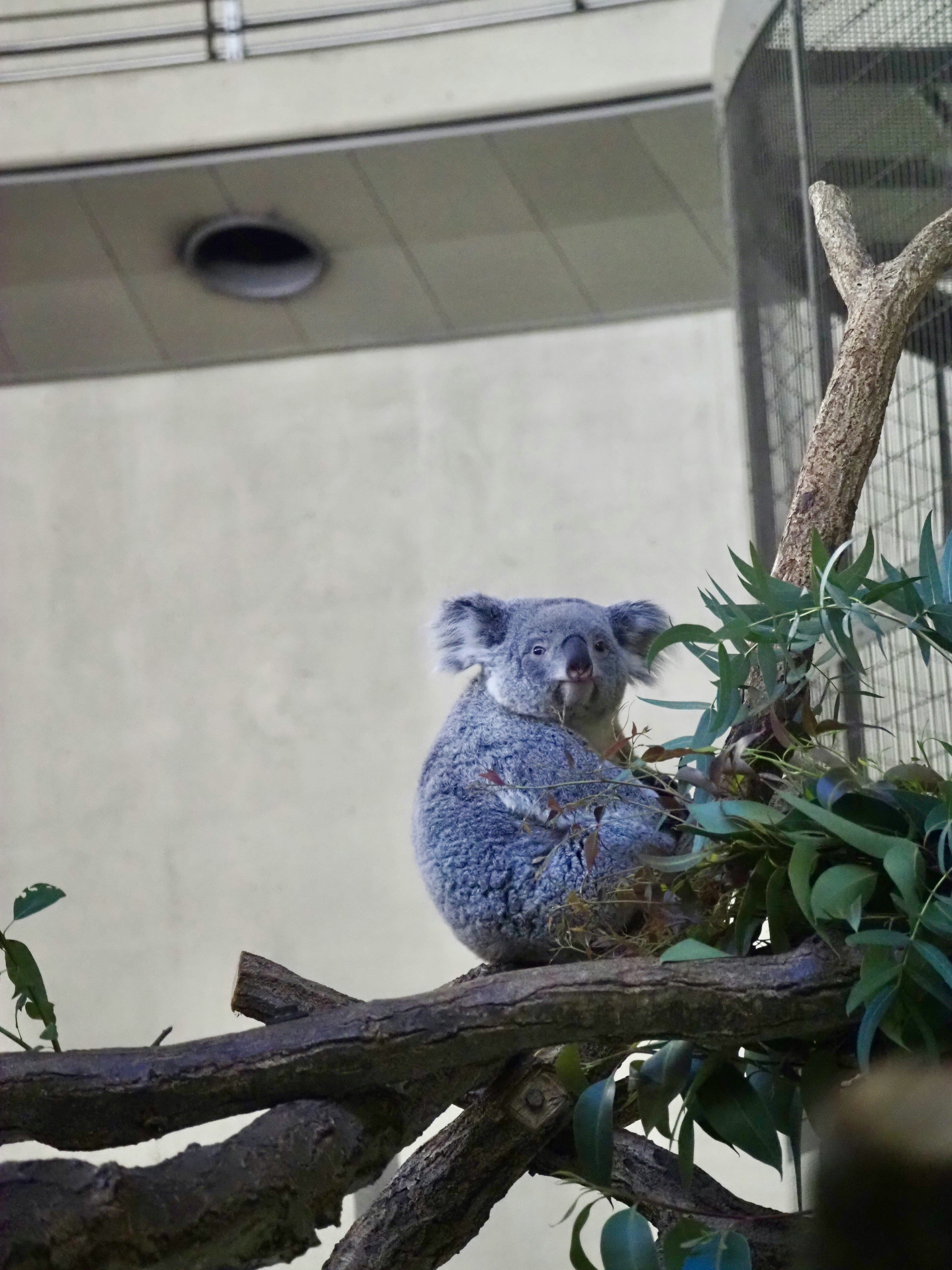 Koala berpelukan di atas dahan di Taman Zoologi Tama