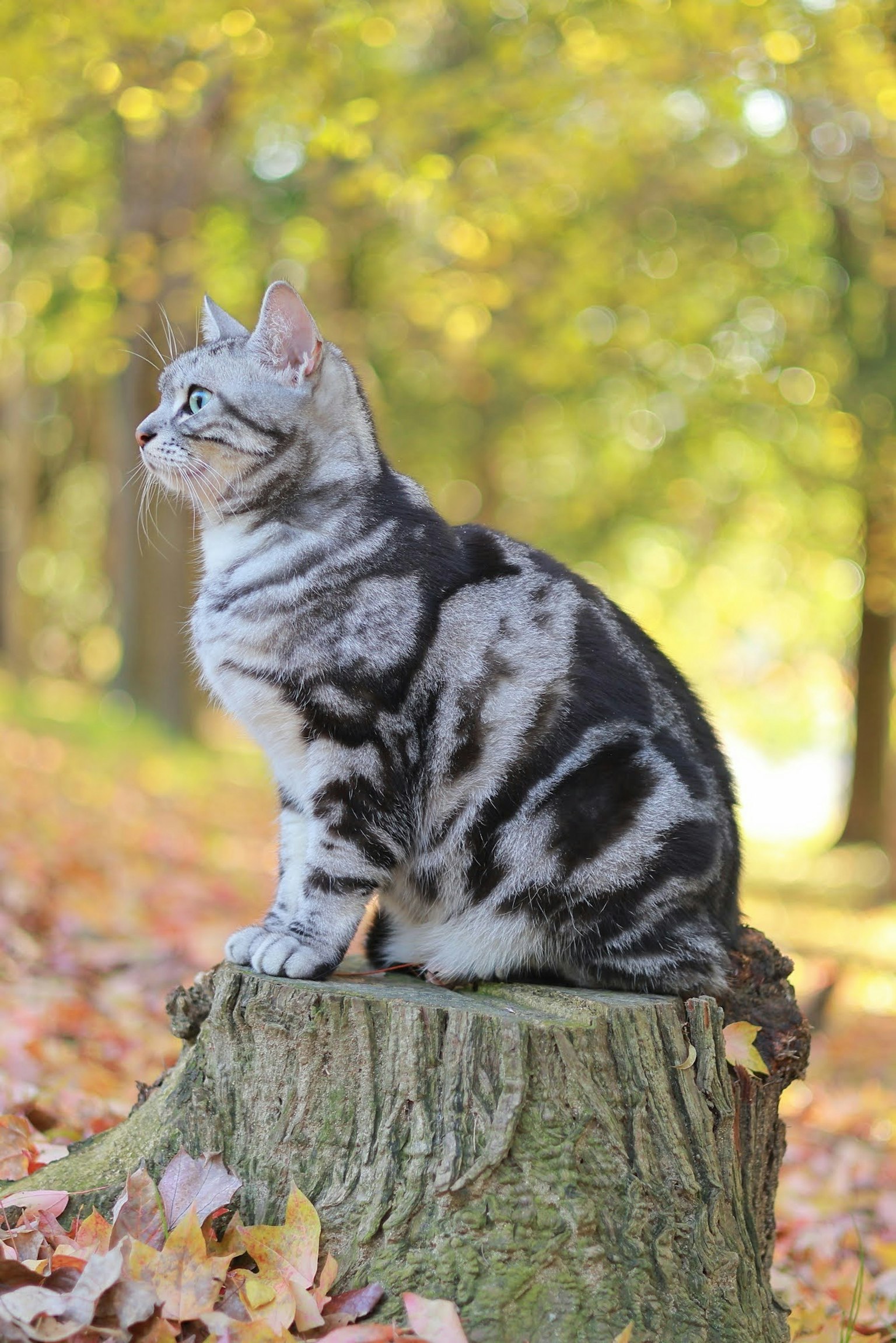 Un hermoso gato sentado sobre un tronco de árbol con su perfil lateral visible rodeado de hojas amarillas de otoño