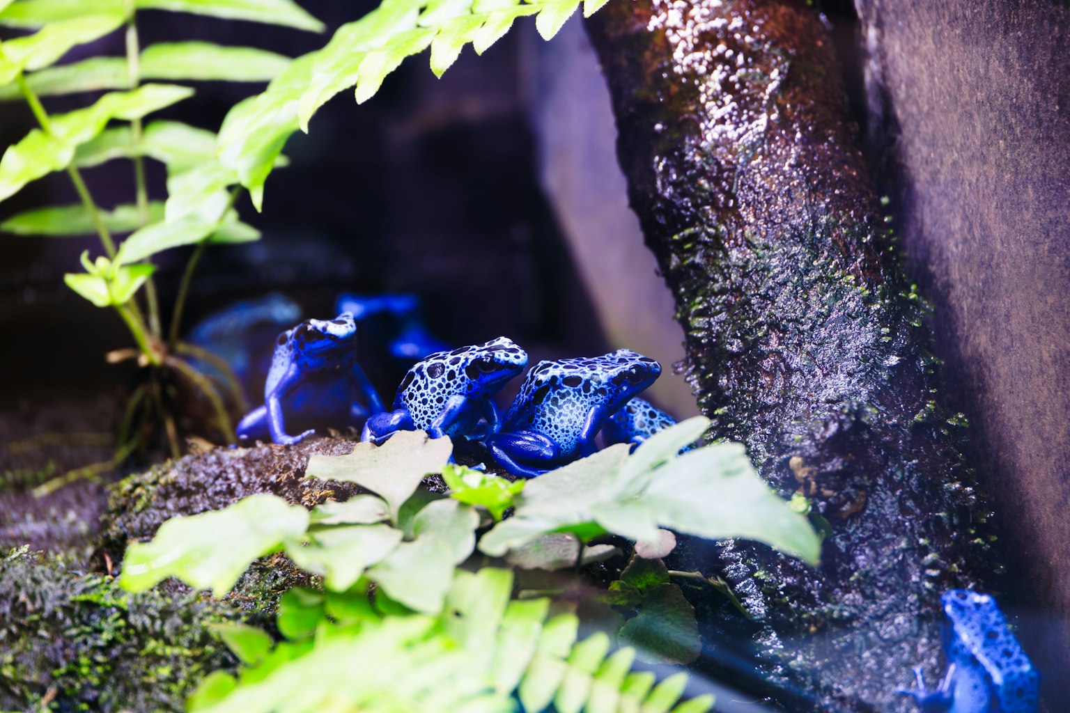 Frogs bleues se reposant parmi des fougères luxuriantes dans un cadre naturel