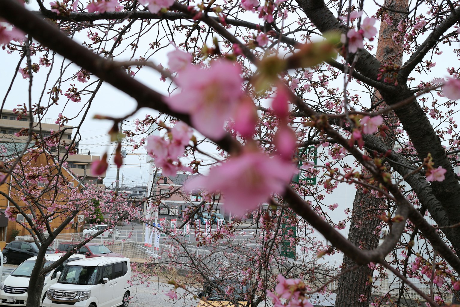 Foto eines Kirschbaums mit rosa Blüten im Fokus