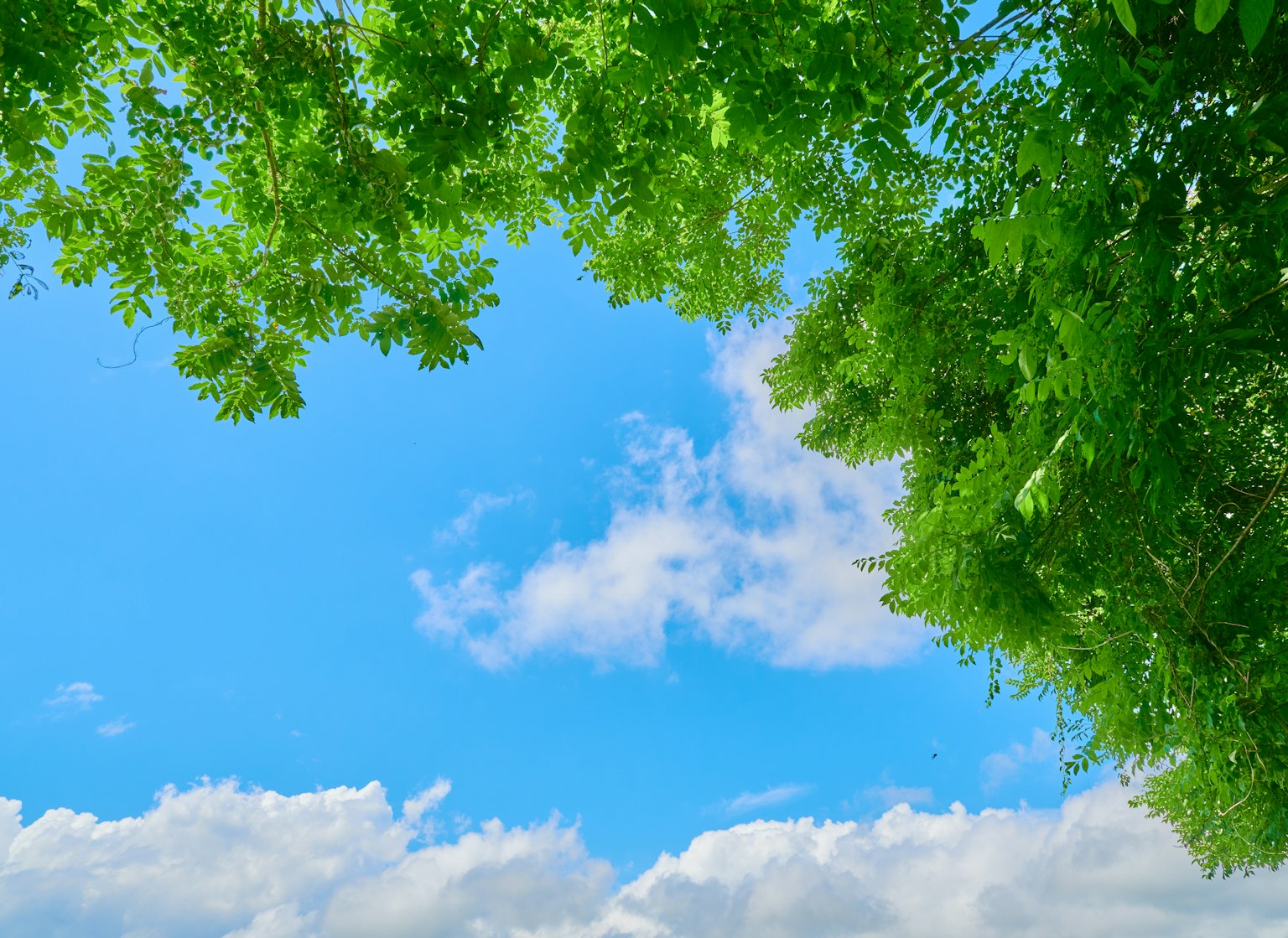 Pemandangan terbingkai langit biru dan awan putih dengan daun hijau